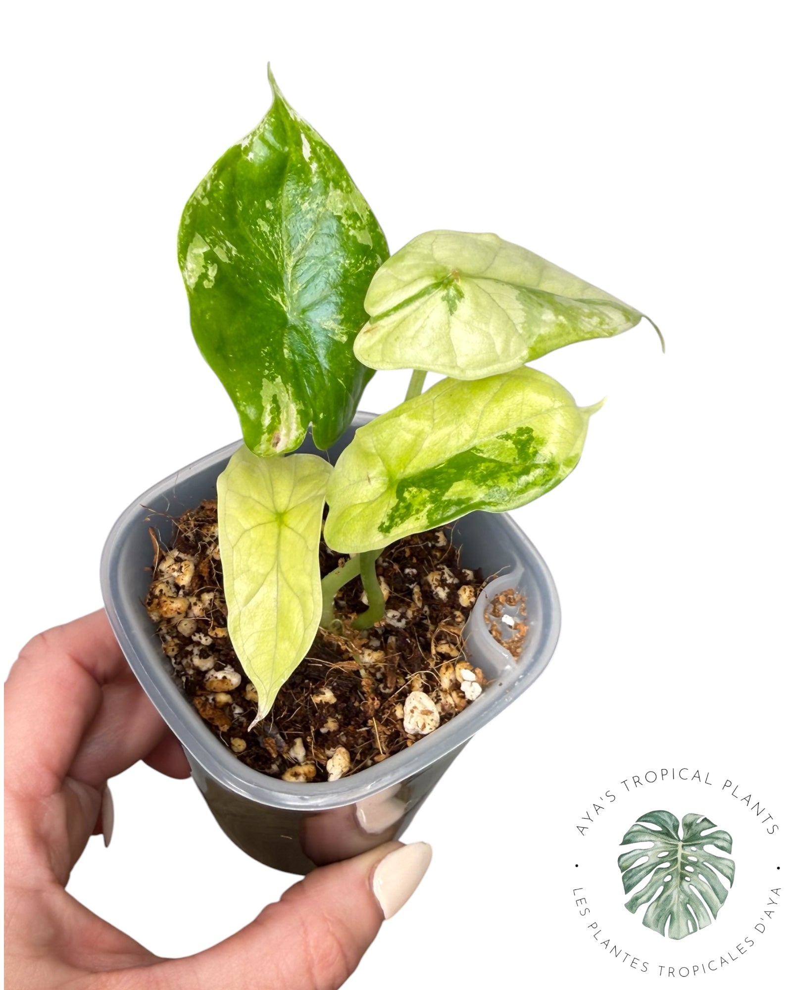 Alocasia Dragon Scale Albo Variegated