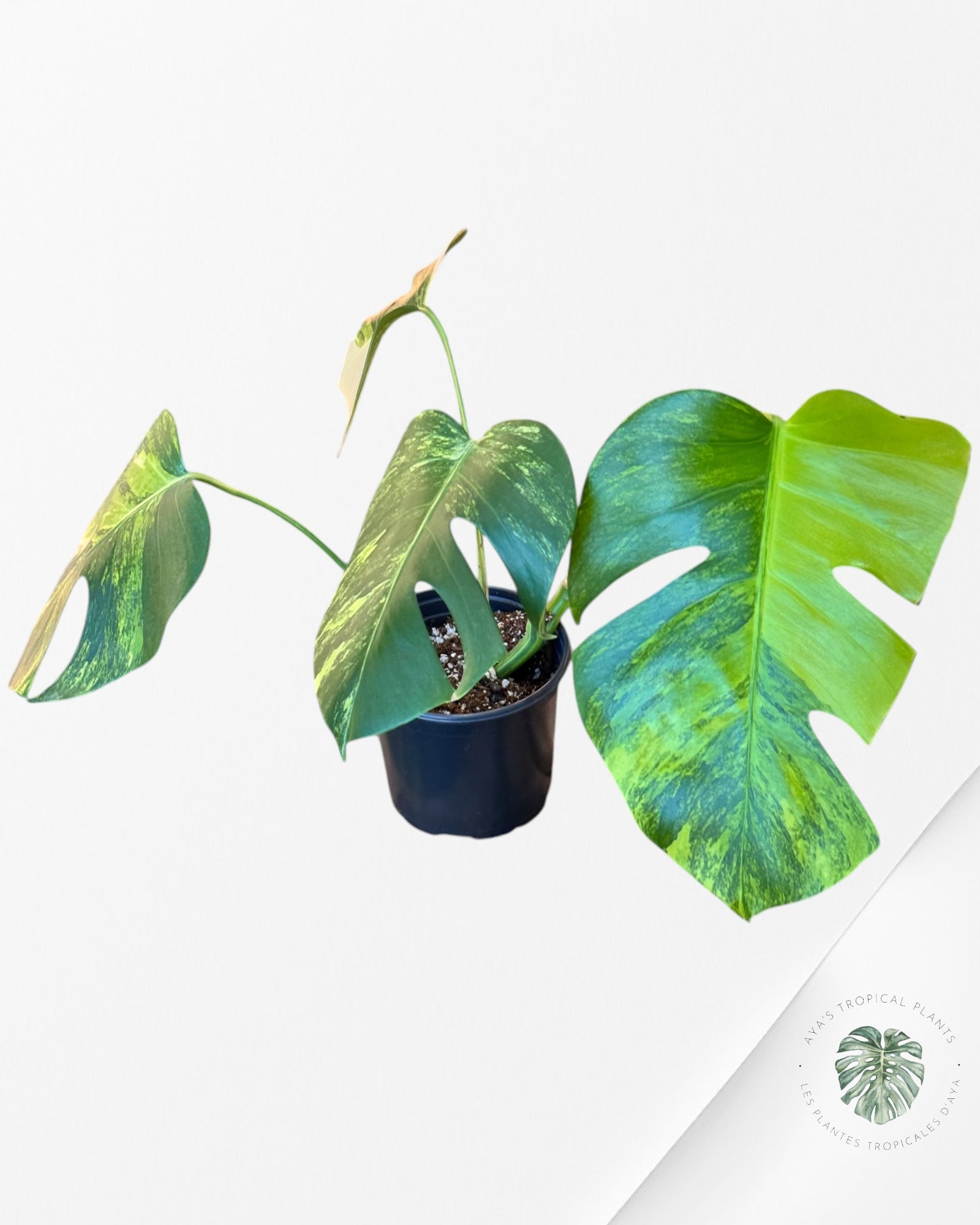 Monstera Aurea - LU1