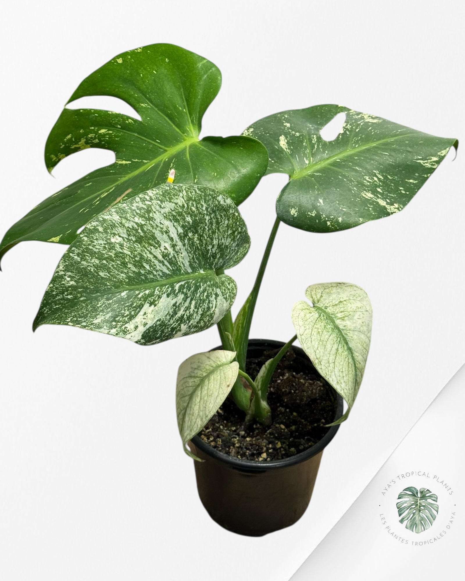 Monstera Mint - 98