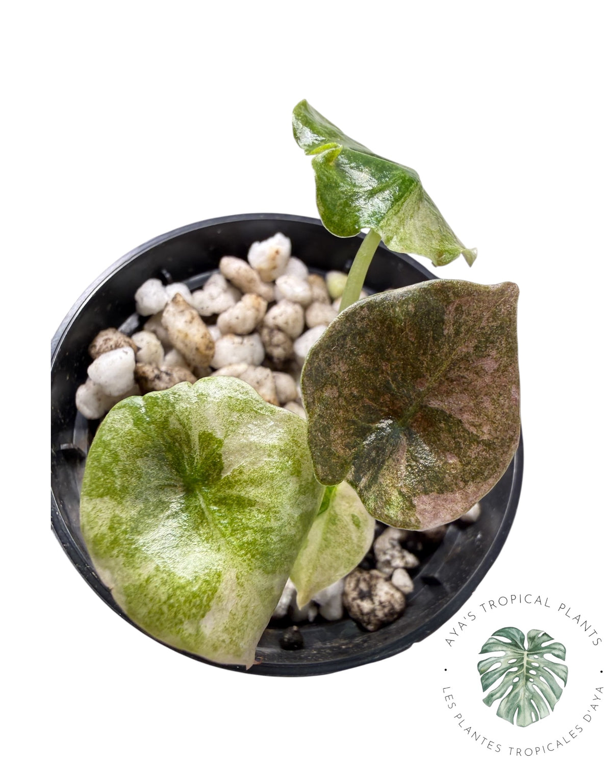 Alocasia Cuprea Pink Mint Variegated