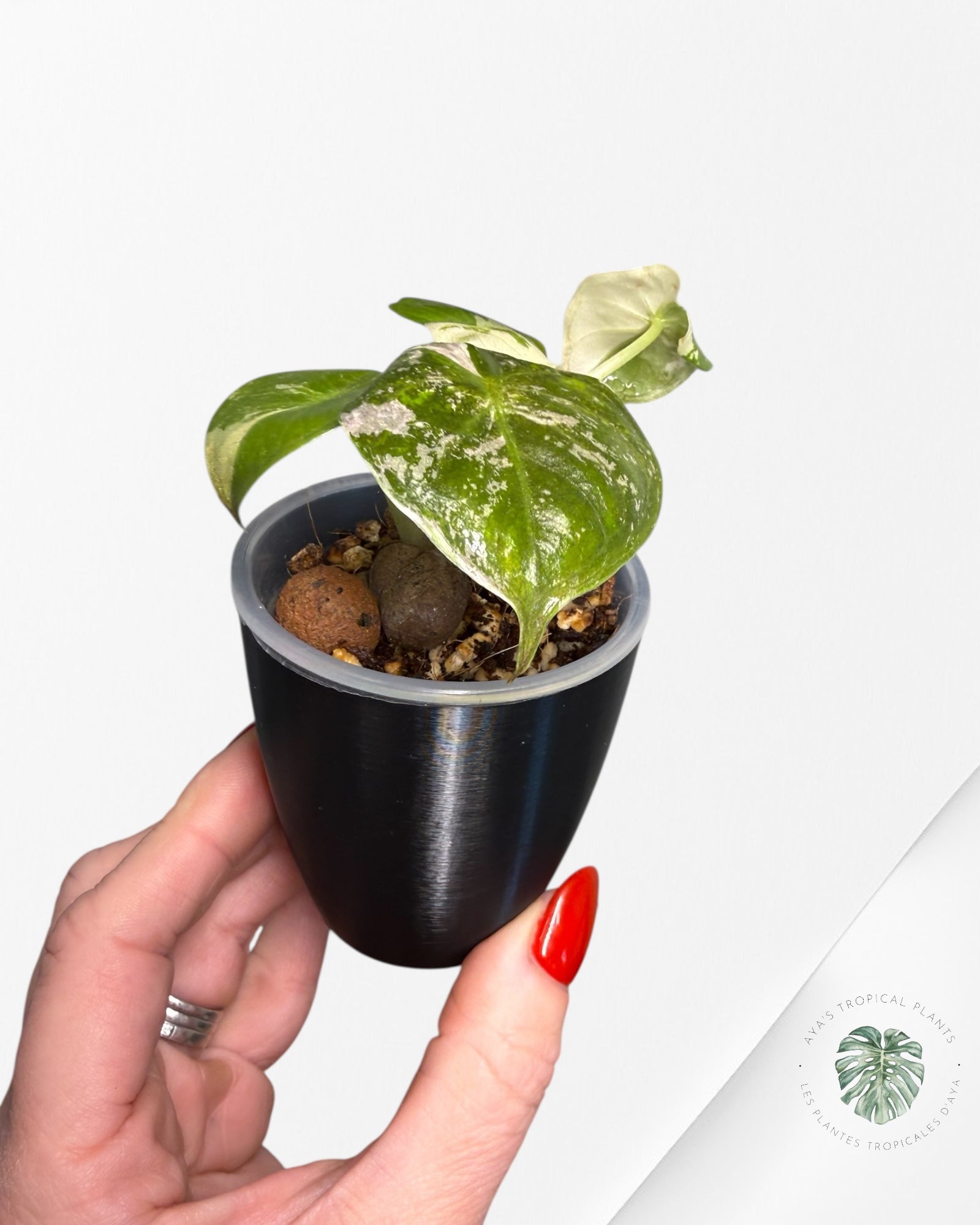 Alocasia Wentii Albo rose panaché | Plante rare cultivée en culture tropicale | Plantes tropicales d'Aya