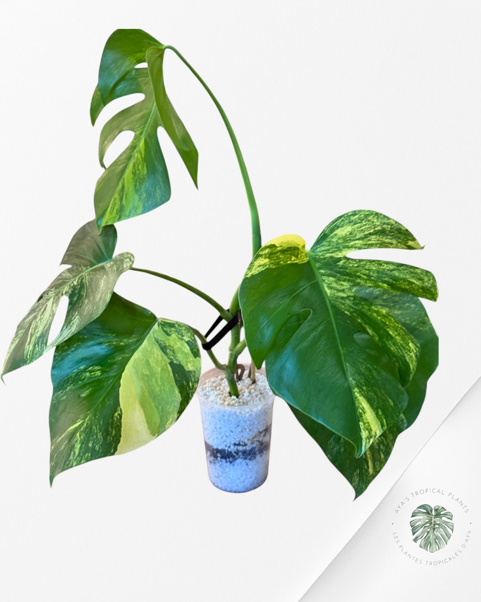 Monstera Aurea - LU2