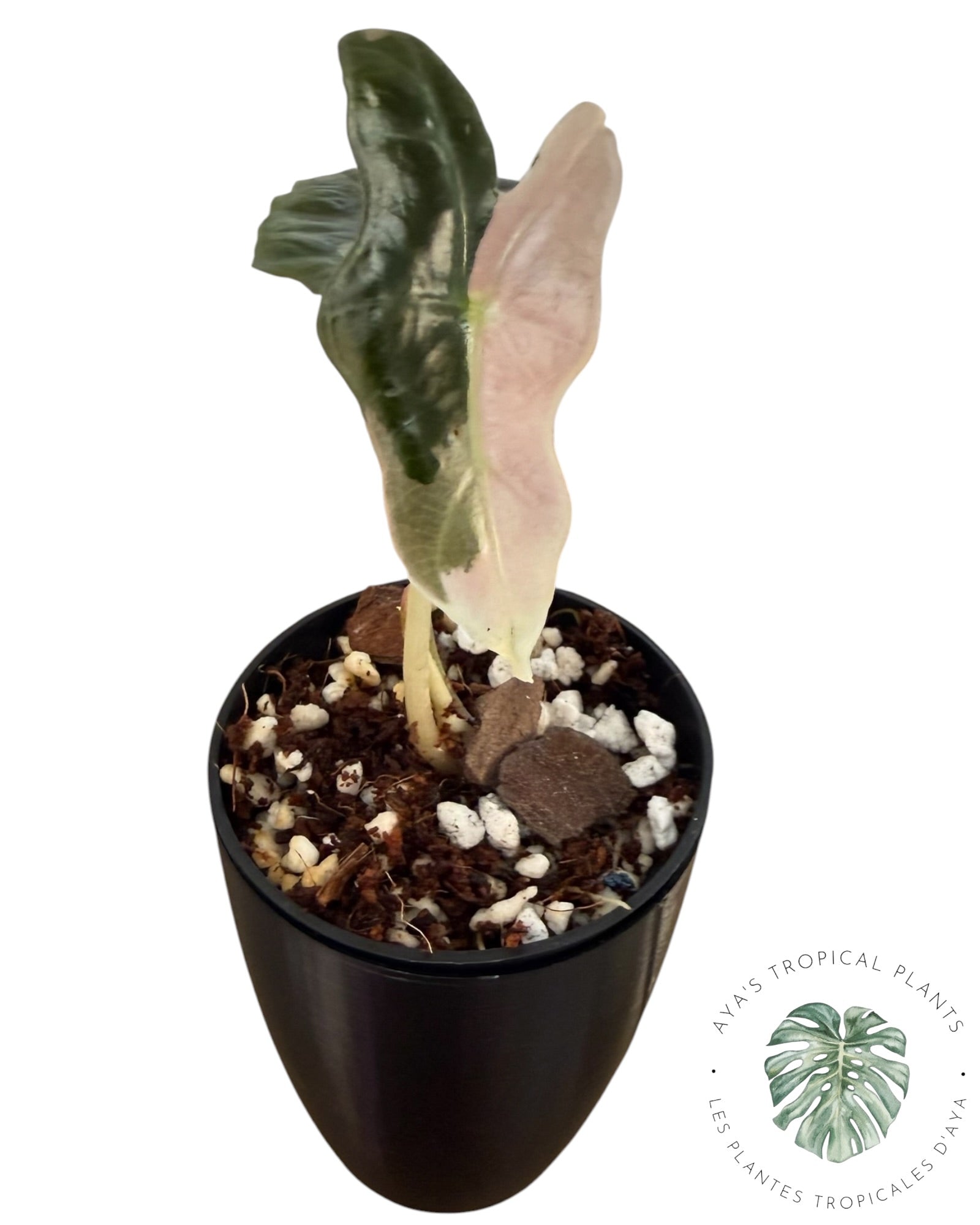 Alocasia Nobilis Pink Variegated