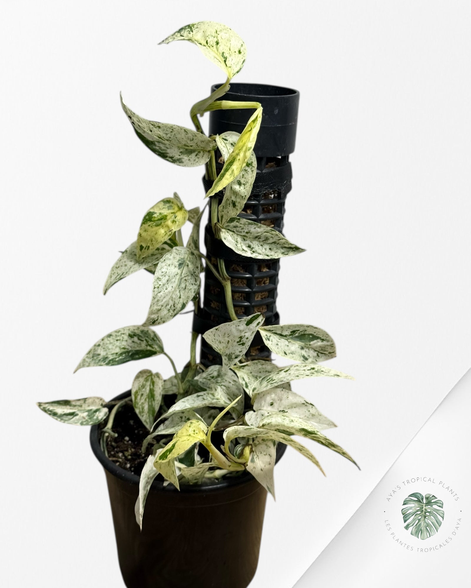 Epipremnum SP Bali Hanoman Variegated-SP22