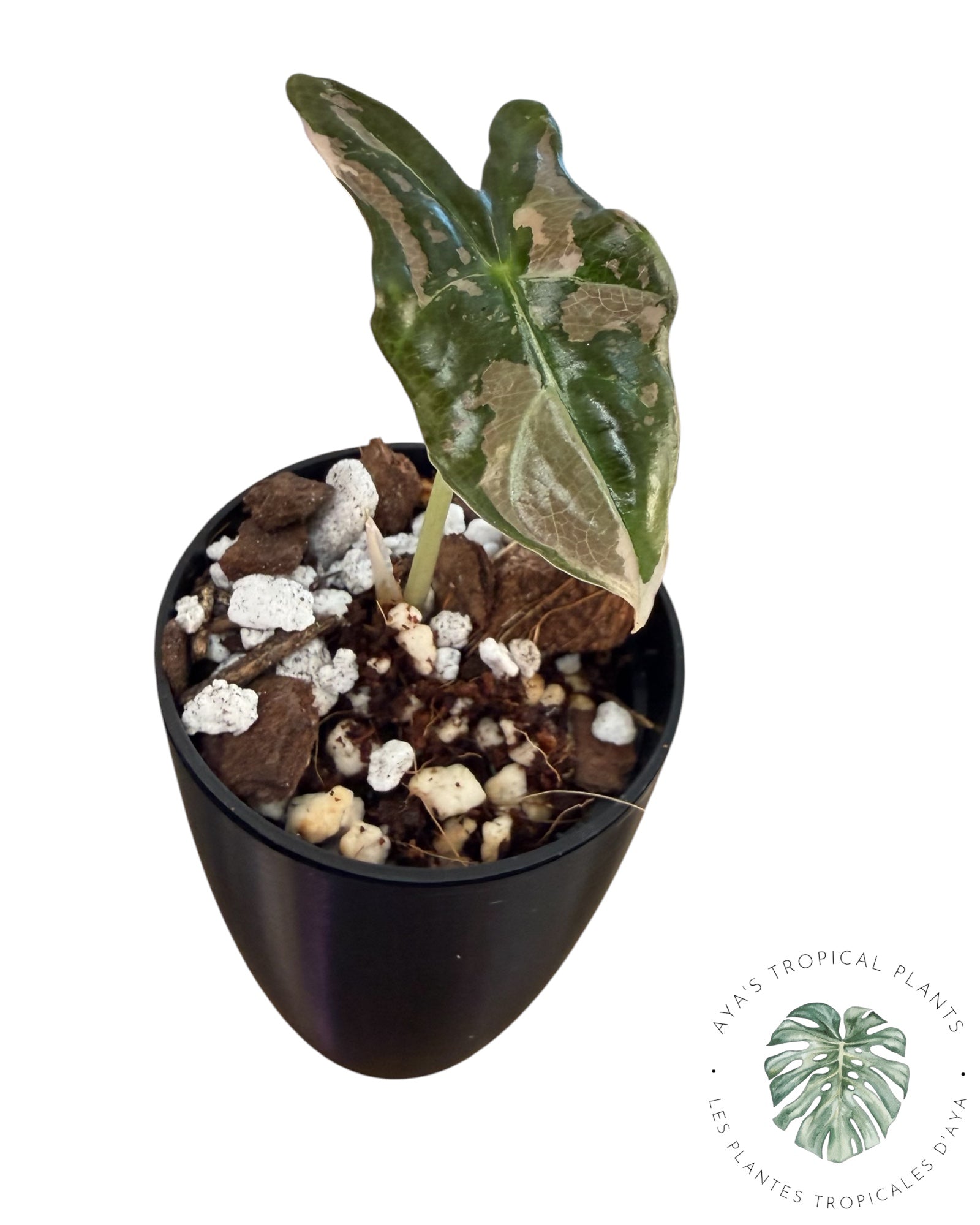 Alocasia Nobilis Pink Variegated
