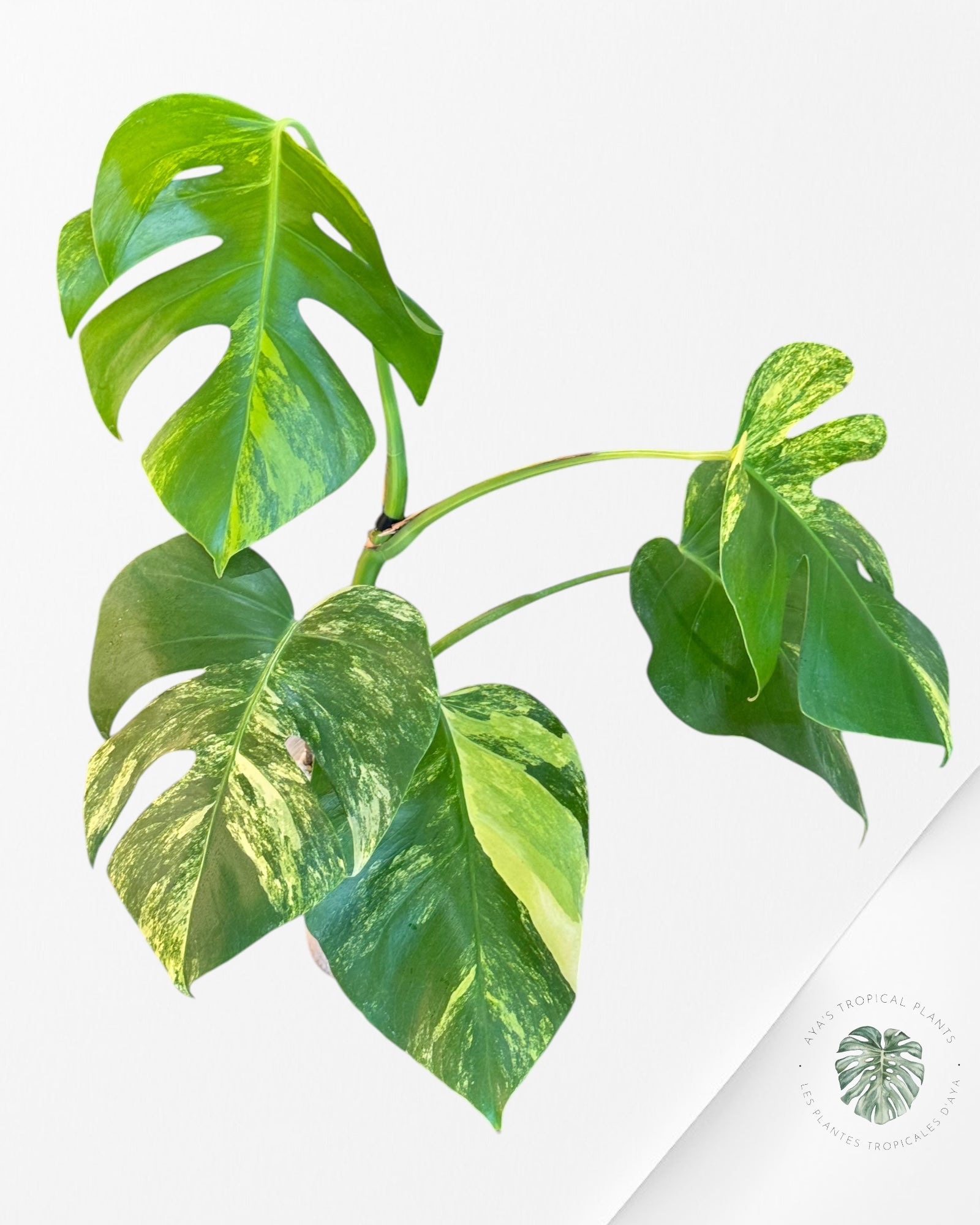 Monstera Aurea - LU2