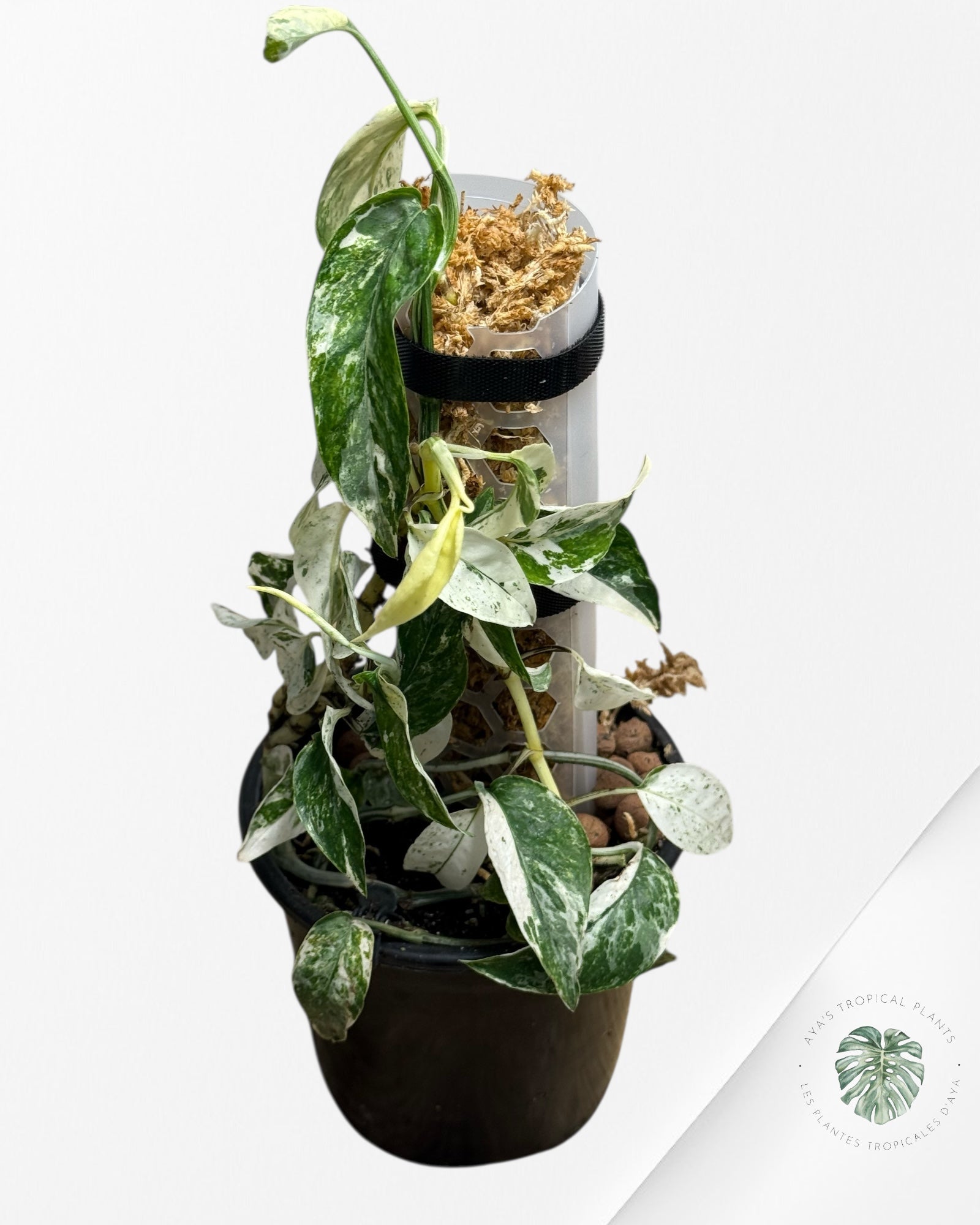 Epipremnum SP Bali Hanoman Variegated-SP21