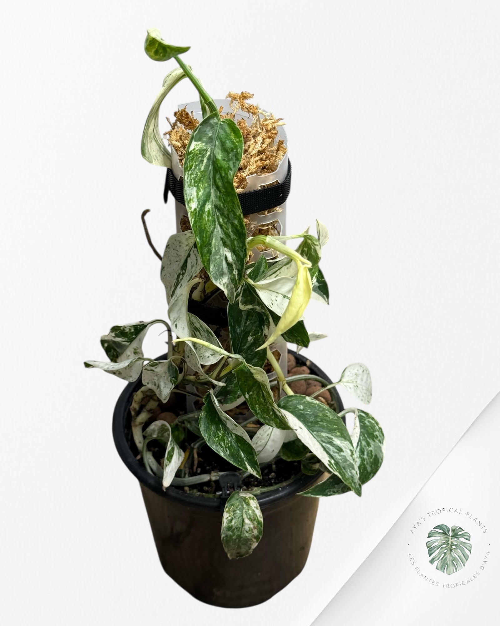 Epipremnum SP Bali Hanoman Variegated-SP21