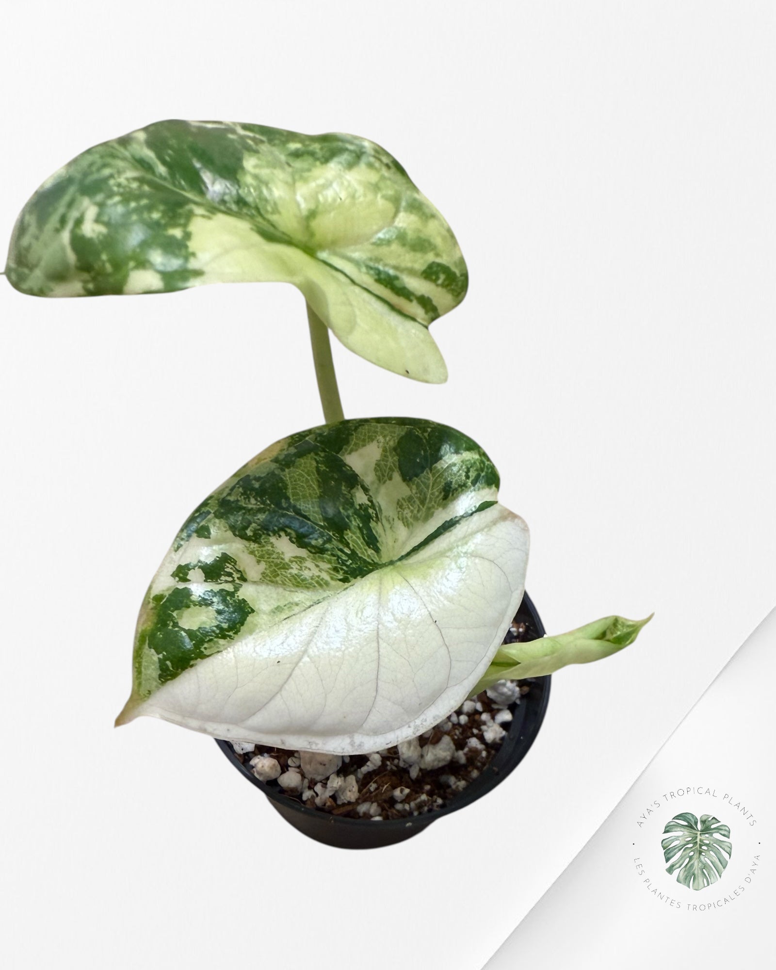 Alocasia Dragon Scale Variegated Albo ( Grade A) - TC100
