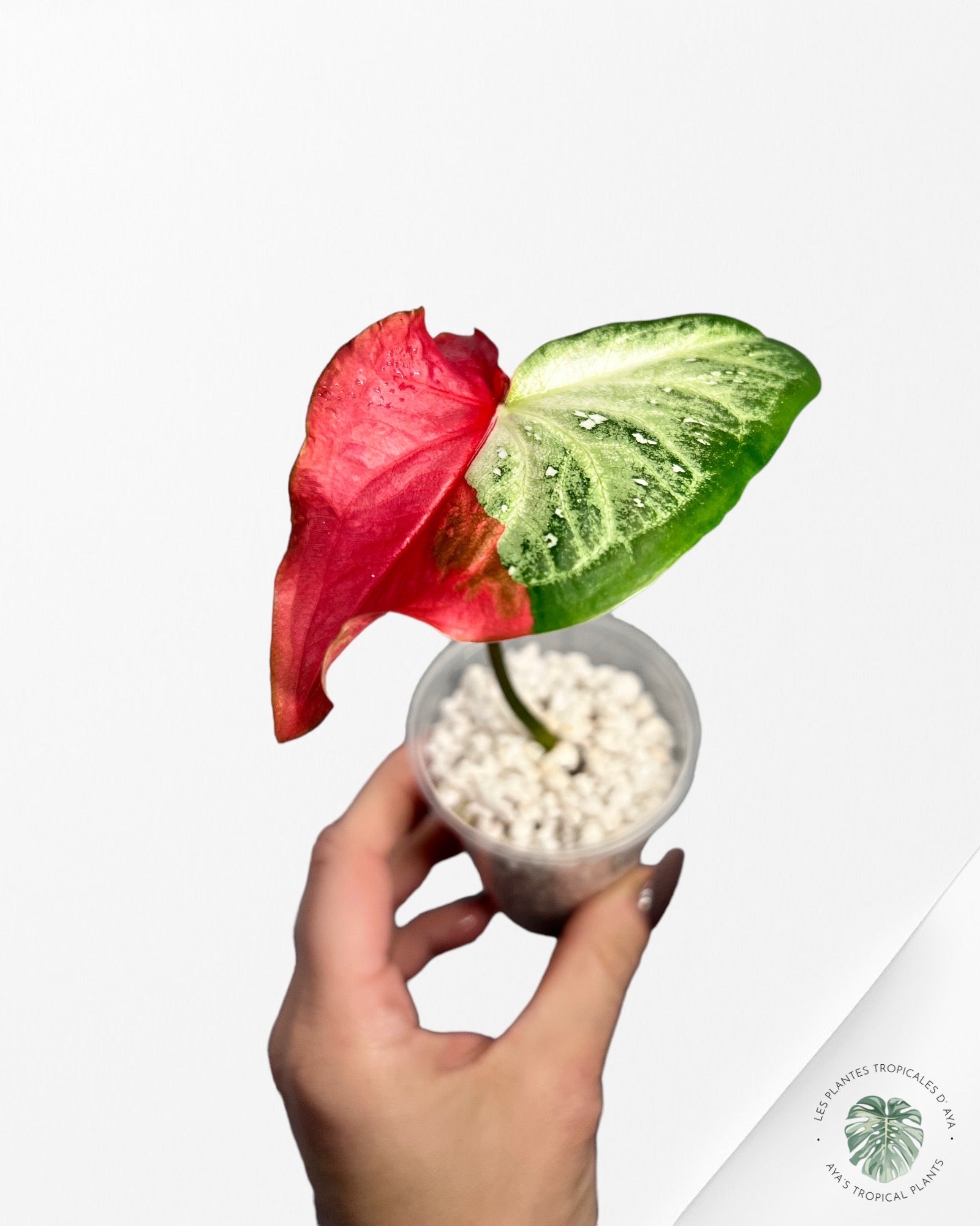 Caladium Chai Chon