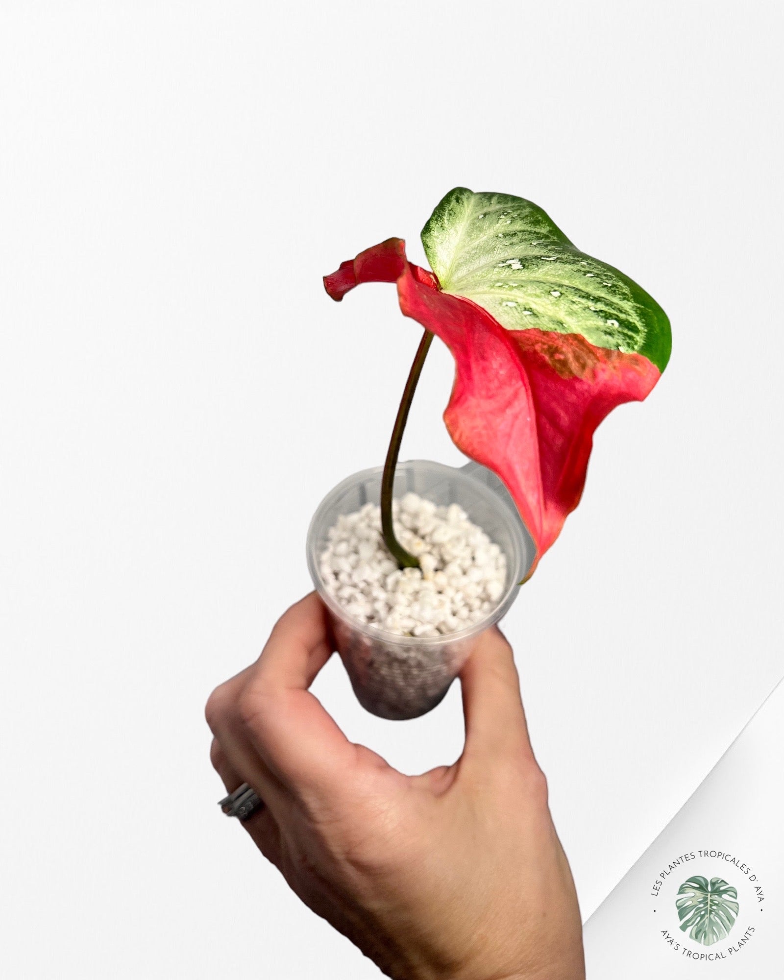 Caladium Chai Chon