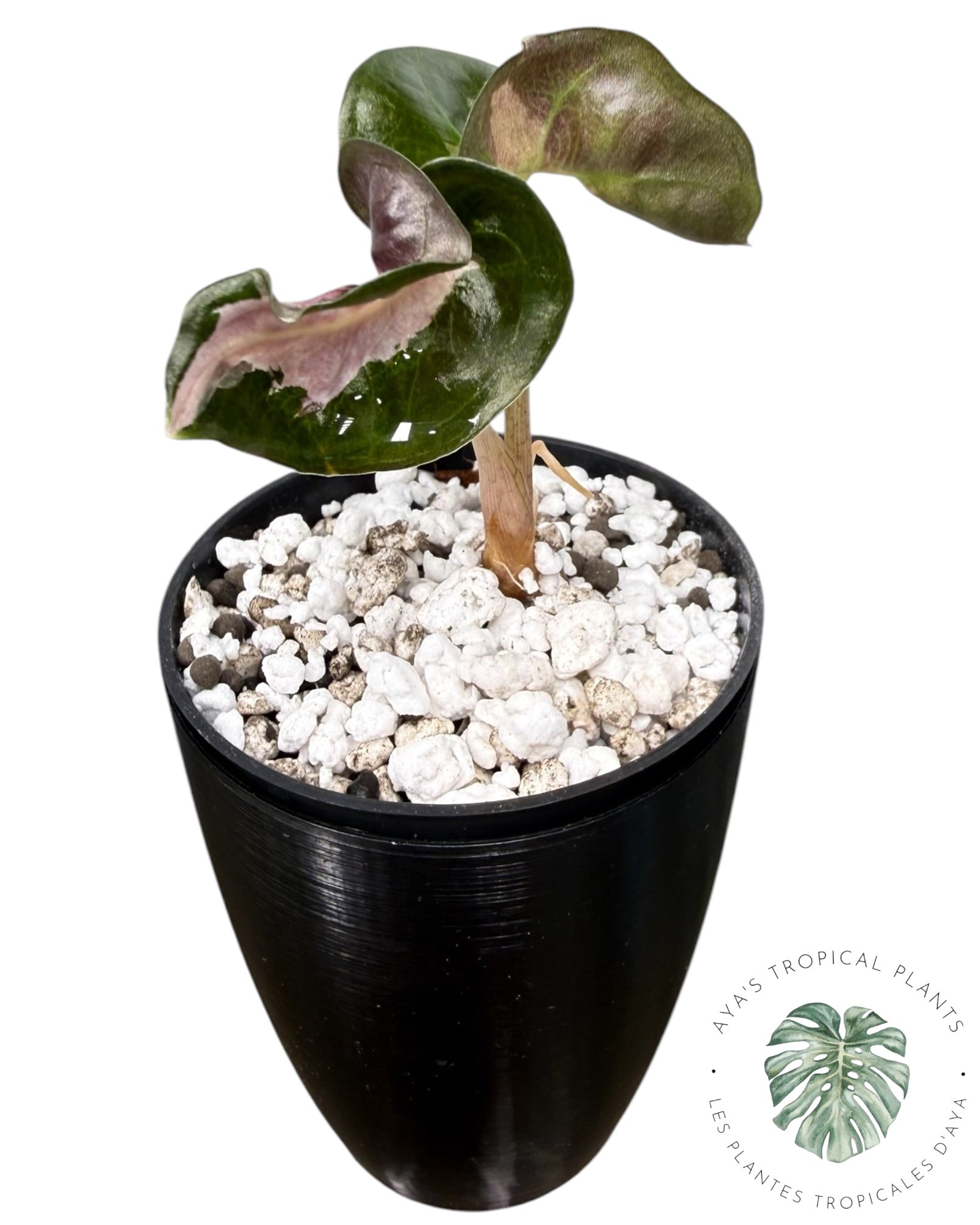 Alocasia Polly Lava Variegated