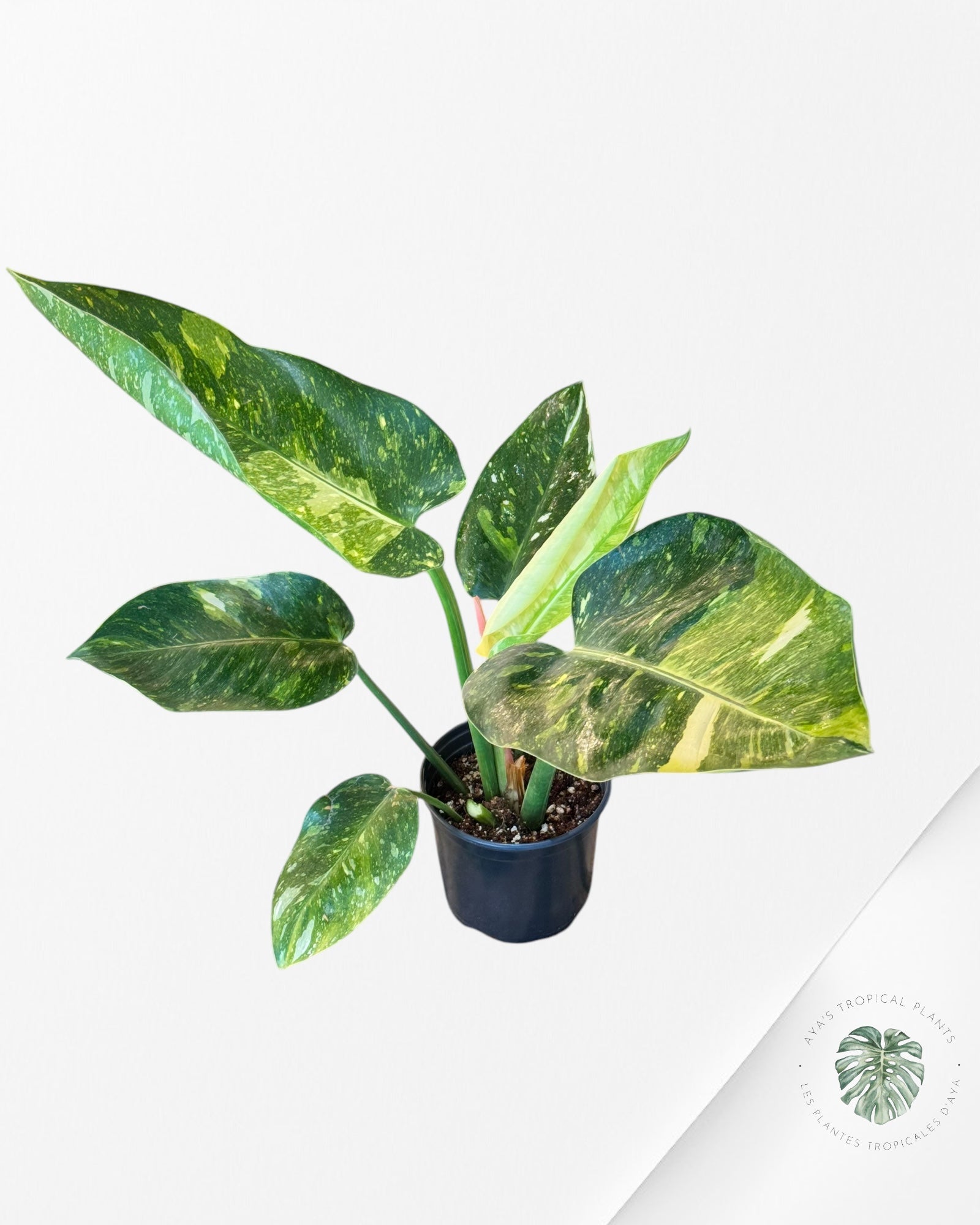Philodendron Green Congo marble Hybrid ( LARGE )- LA