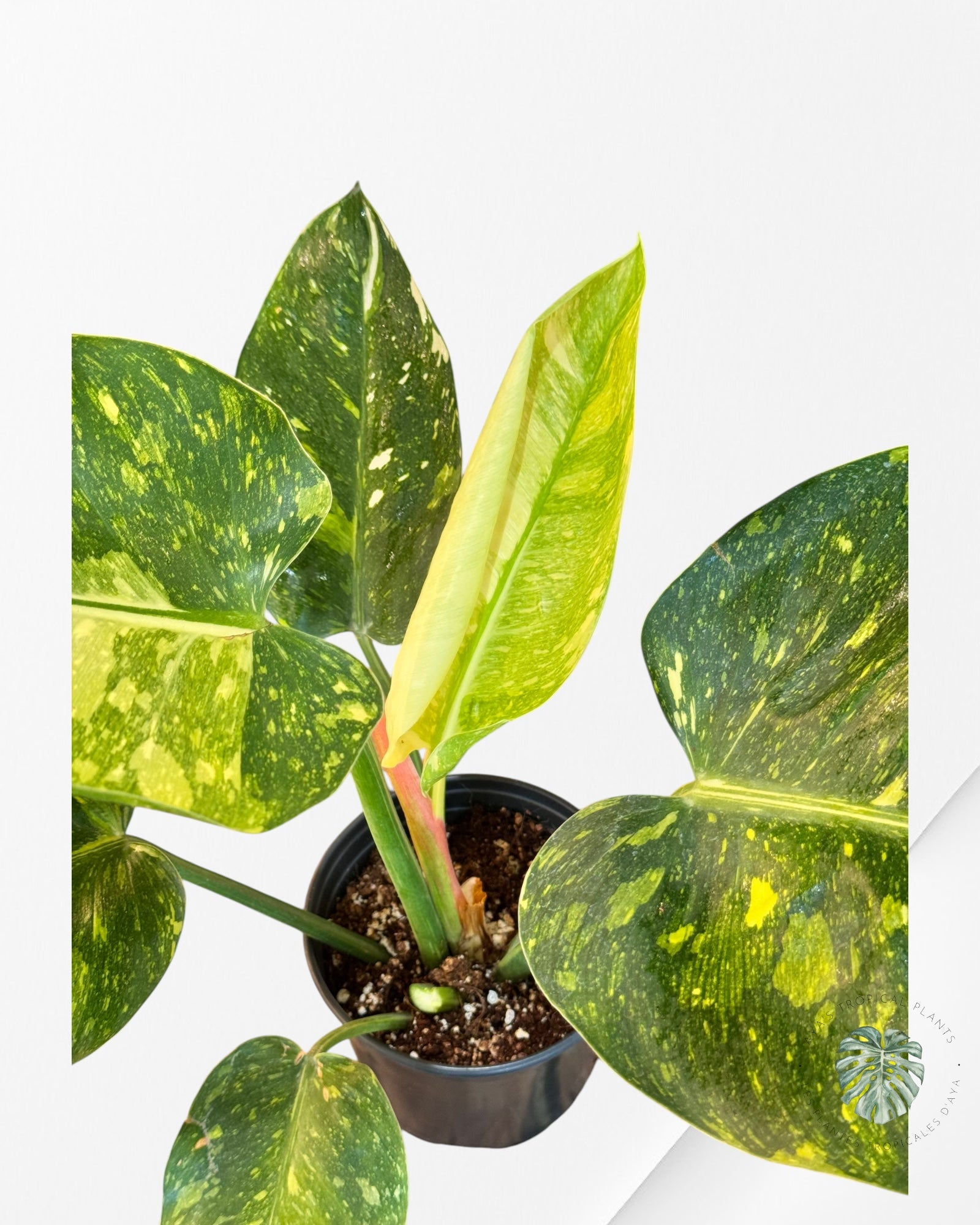 Philodendron Green Congo marble Hybrid ( LARGE )- LA