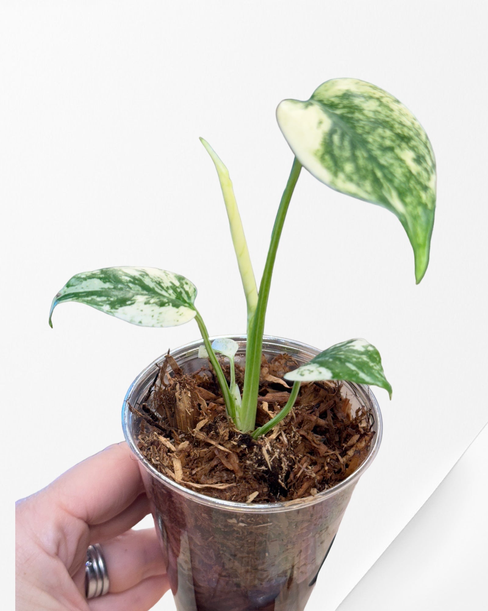 Caladium Chai Chon