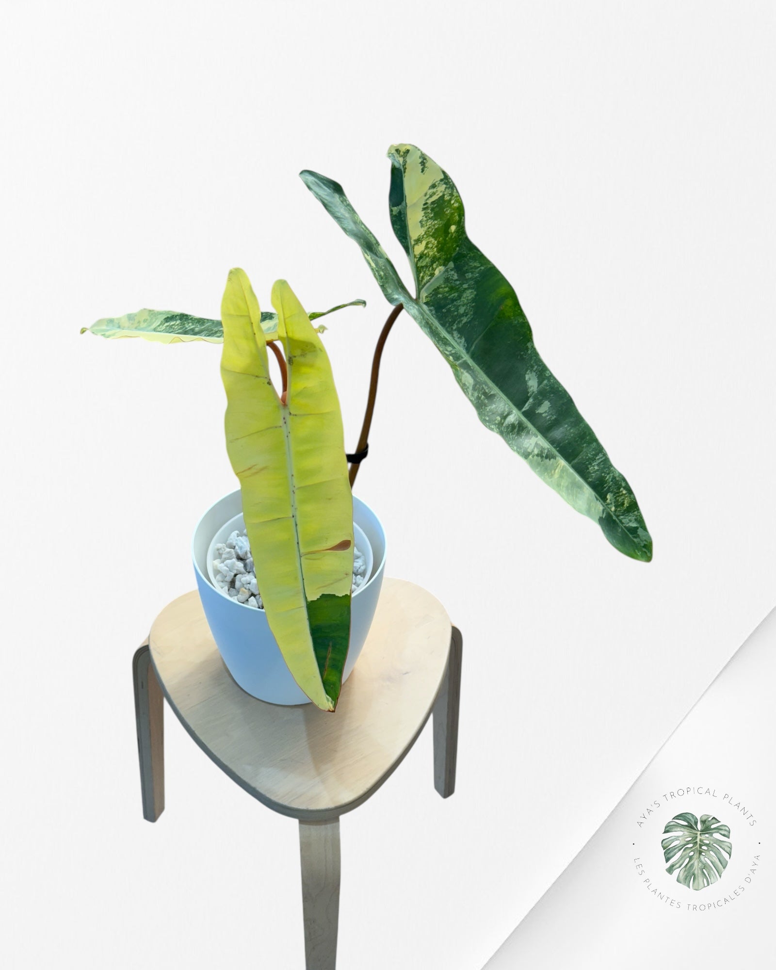 Philodendron Billietiae Variegated-B2