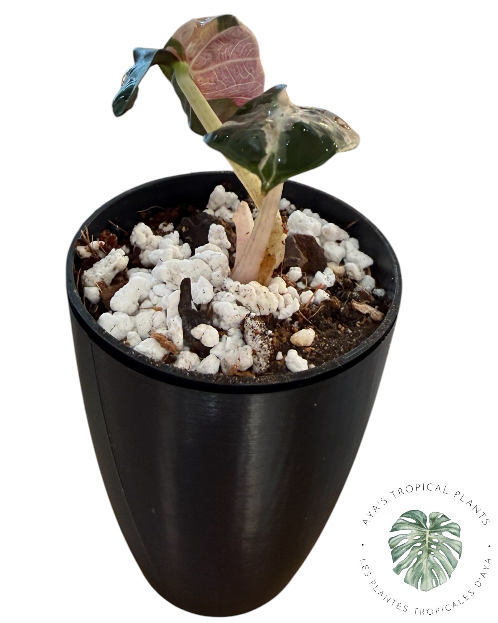 Alocasia Heart Balloon Pink variegated
