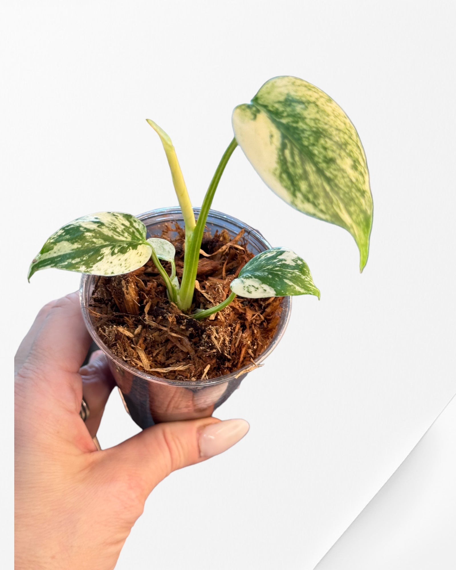 Caladium Chai Chon