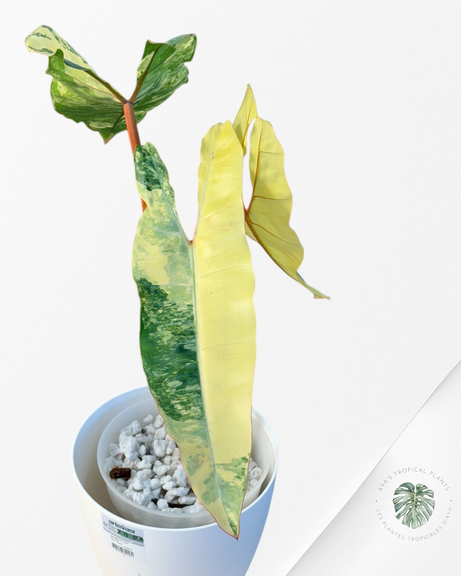 Philodendron Billietiae Variegated-B2