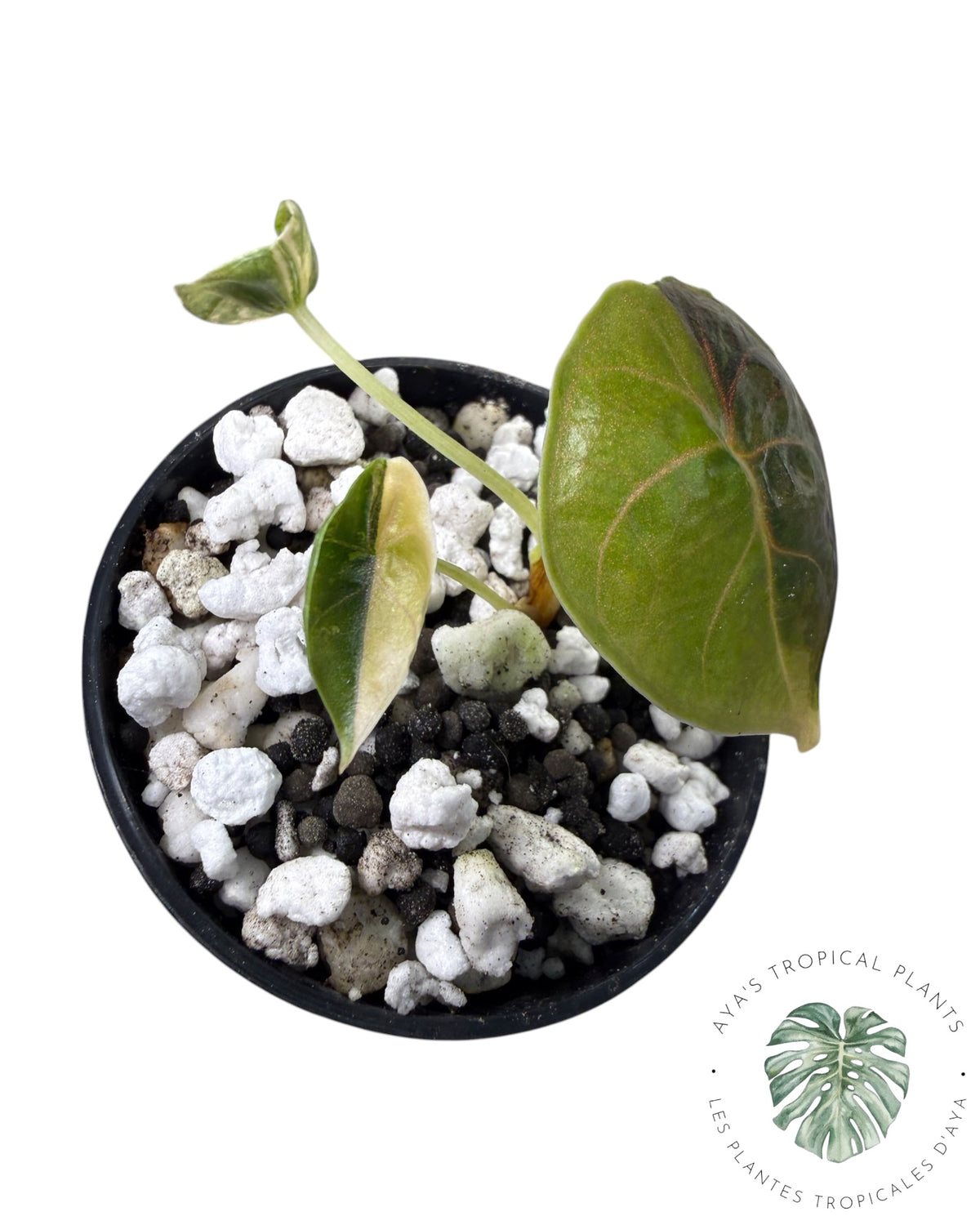 Alocasia Azlanii Gold / Aurea