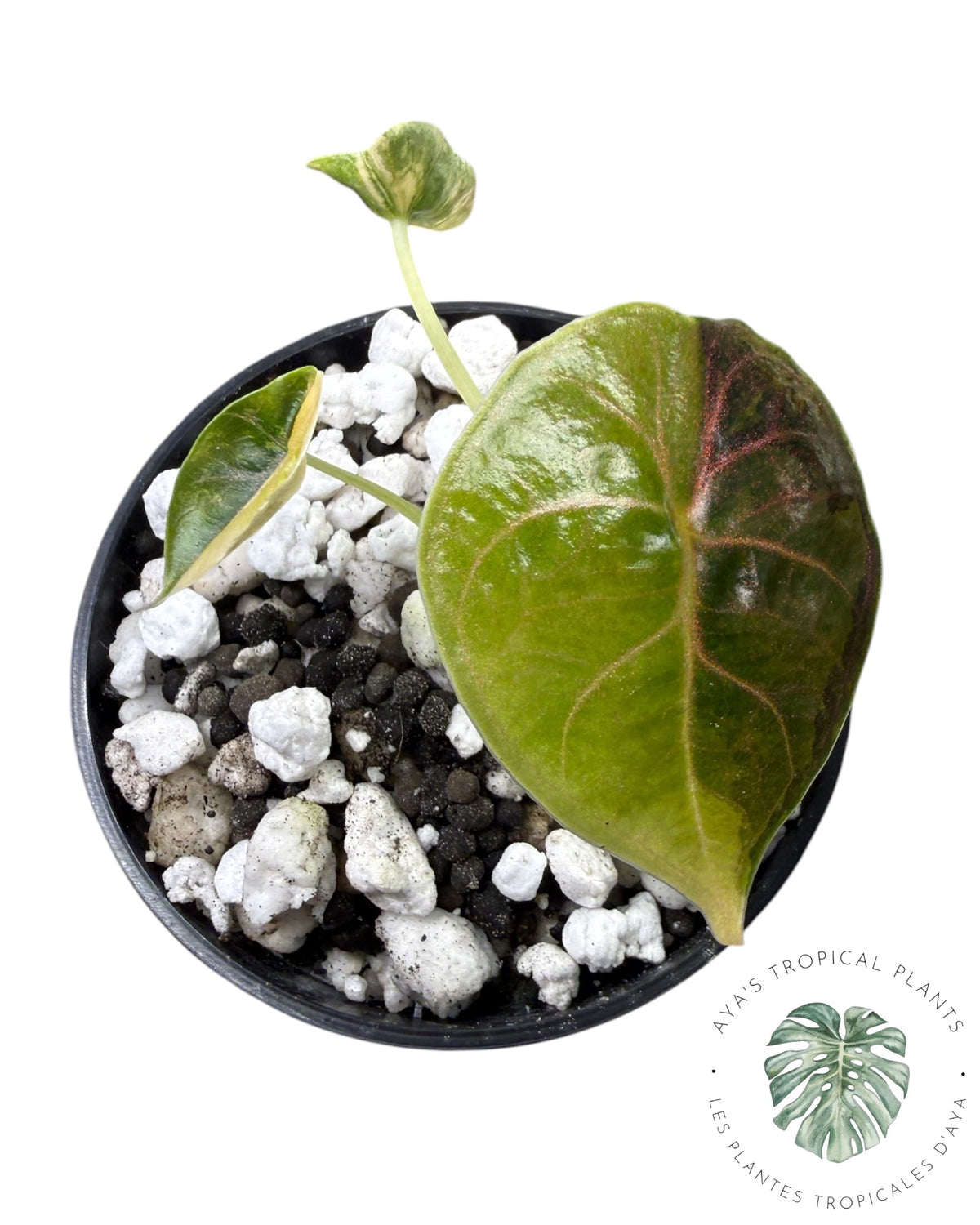 Alocasia Azlanii Gold / Aurea