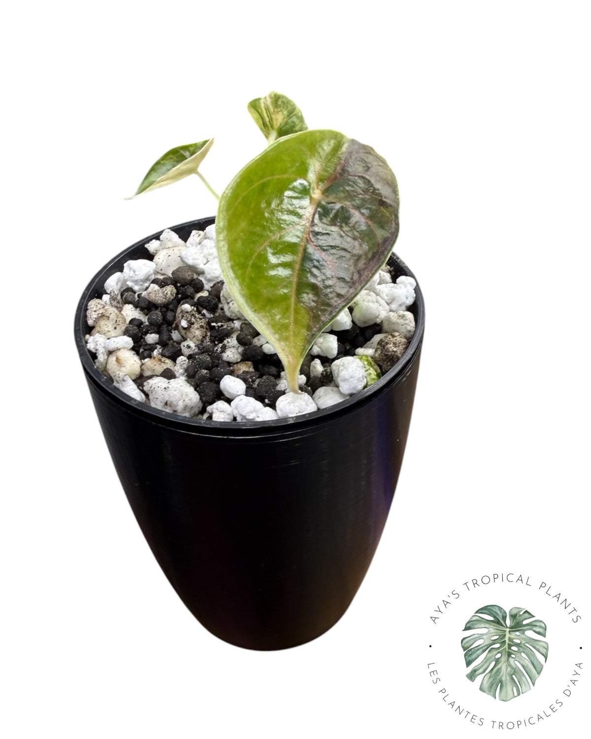 Alocasia Azlanii Gold / Aurea