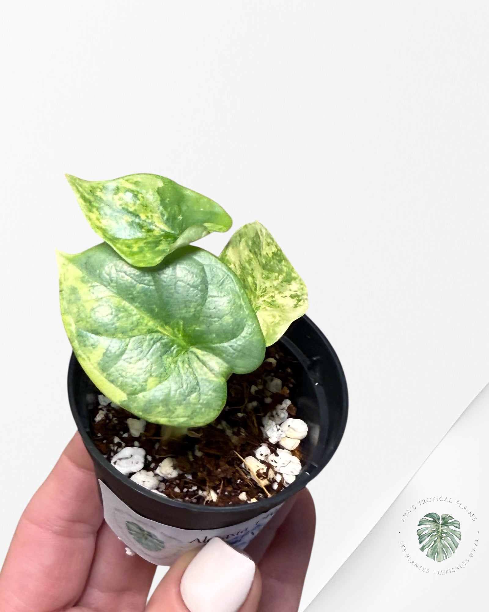 Alocasia Dragon Scale Variegated Aurea - TC8