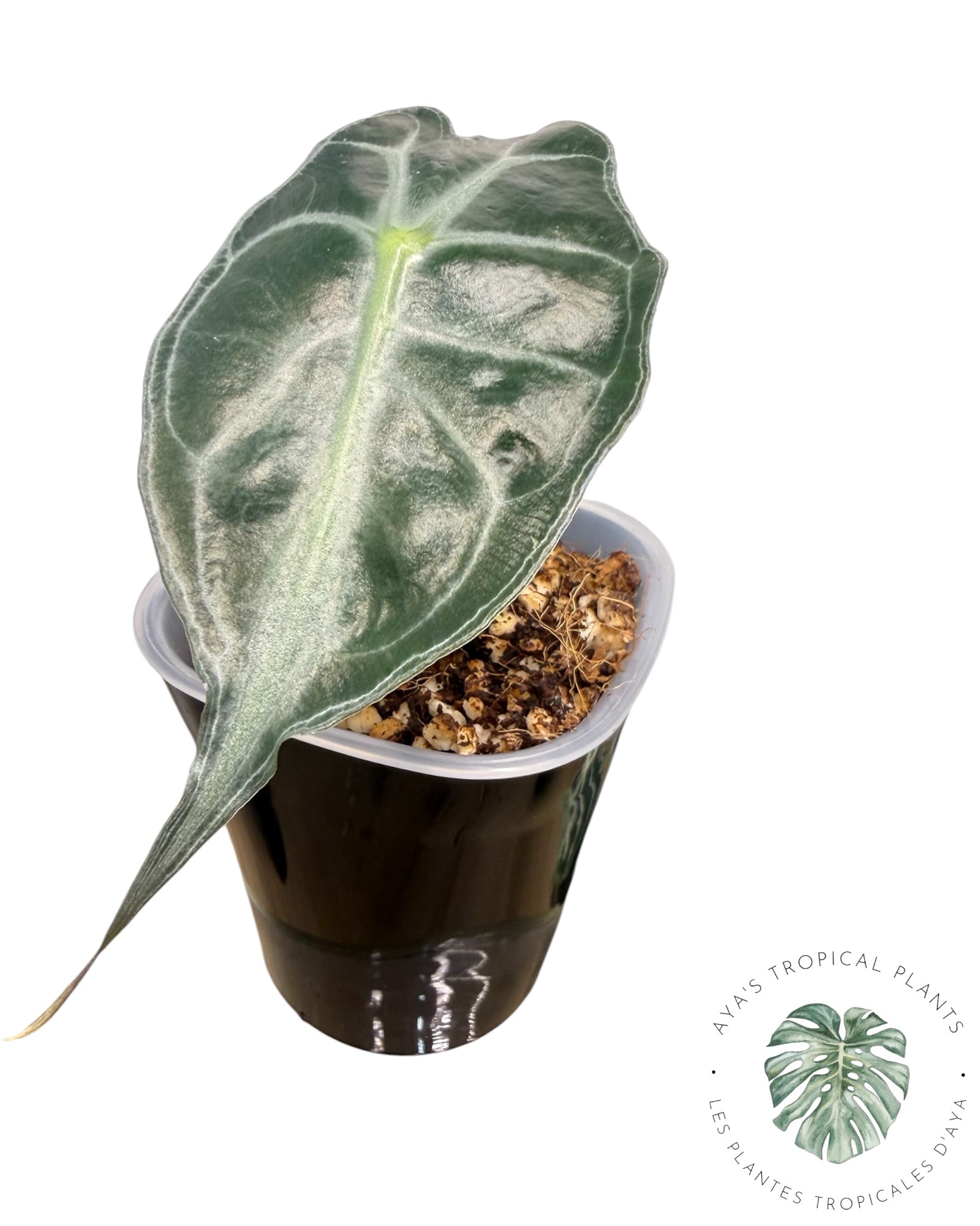 Alocasia Venom