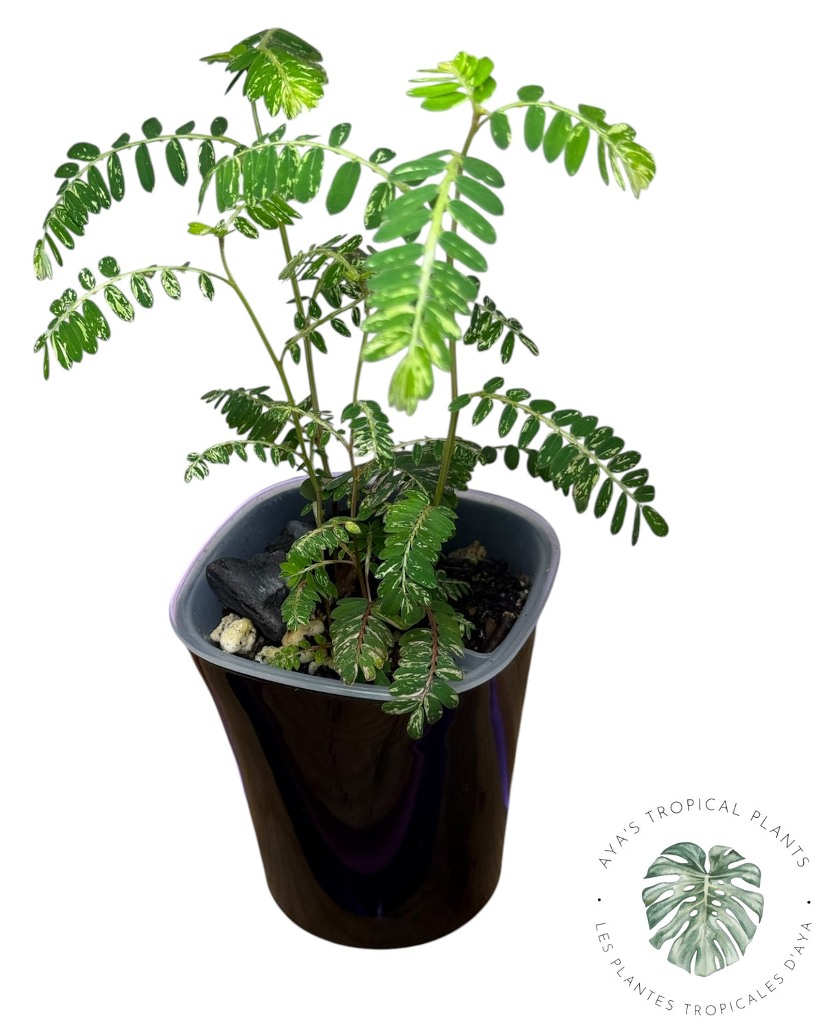 Phyllanthus urinaria 'Pink Variegated