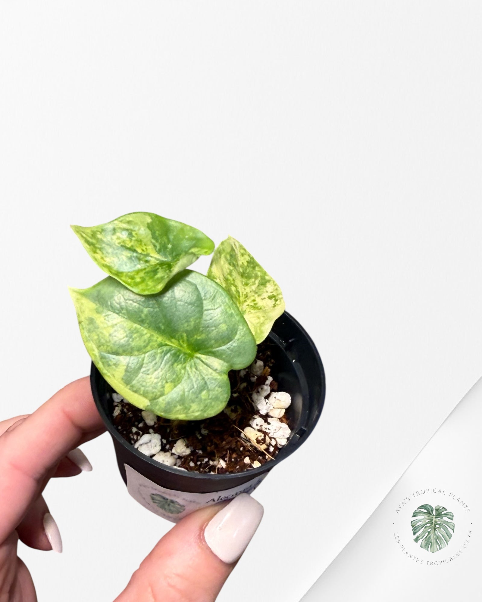 Alocasia Dragon Scale Variegated Aurea - TC8