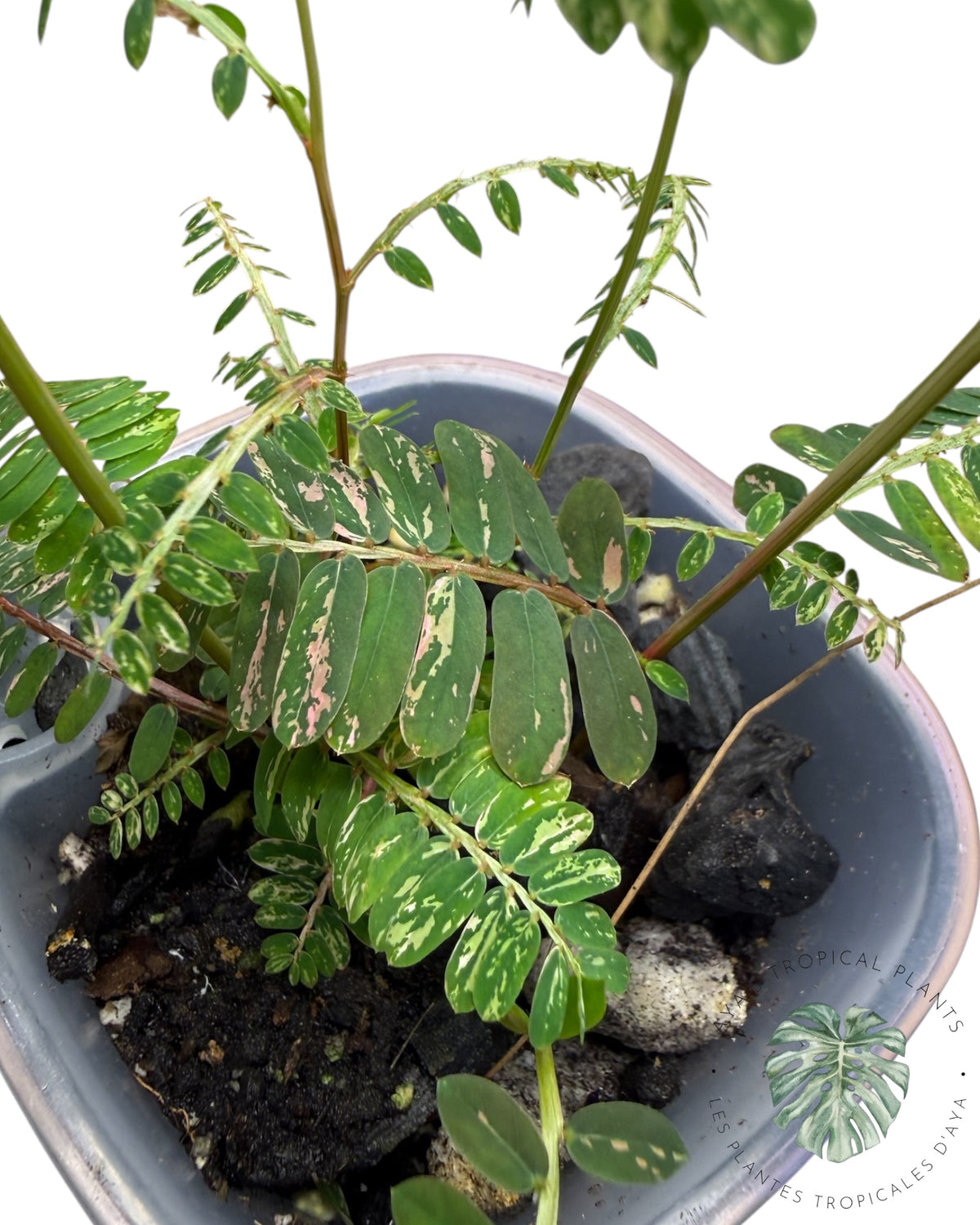 Phyllanthus urinaria à feuilles panachées roses
