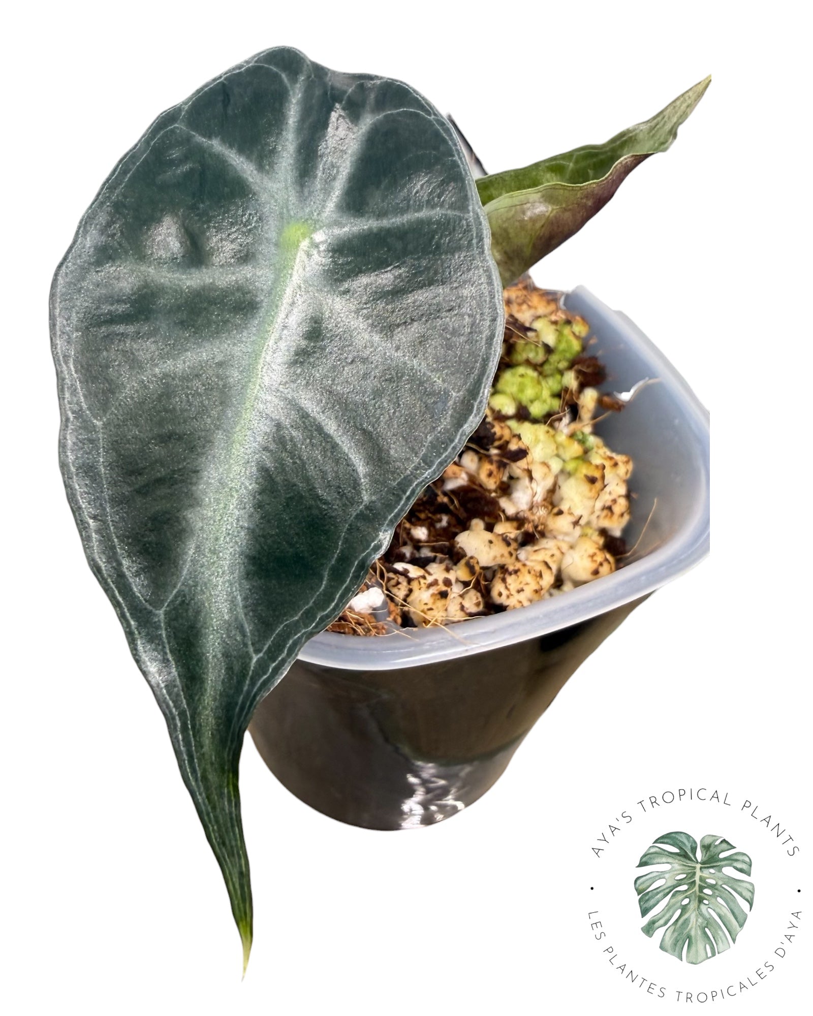 Alocasia Venom