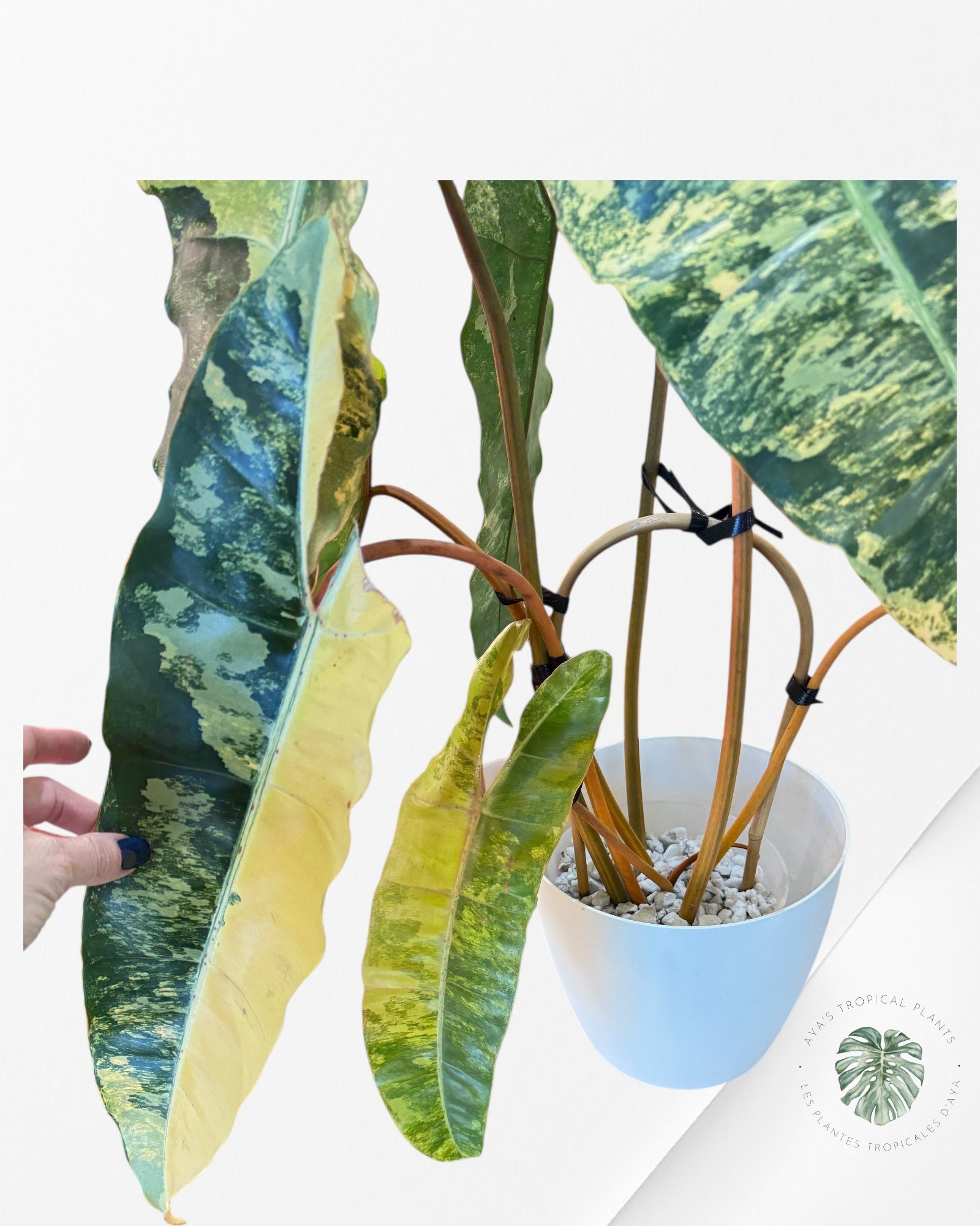 Philodendron Billietiae Variegated- B1