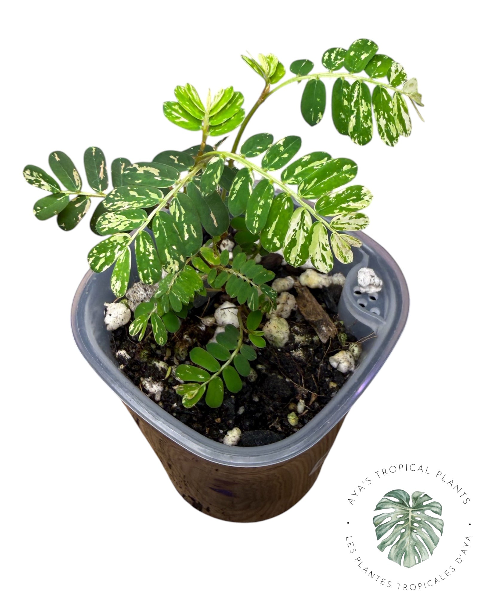 Phyllanthus urinaria à feuilles panachées roses