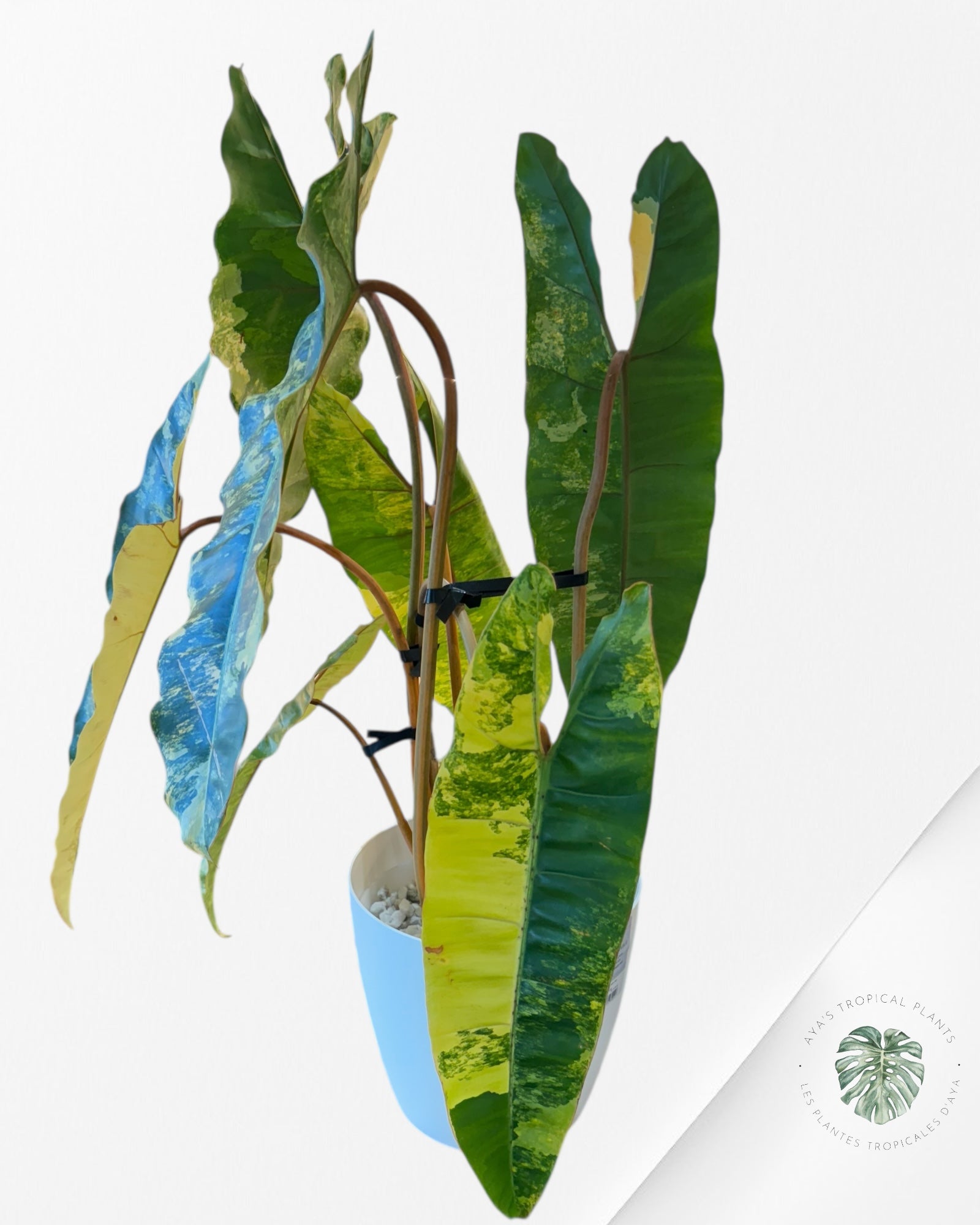 Philodendron Billietiae Variegated- B1