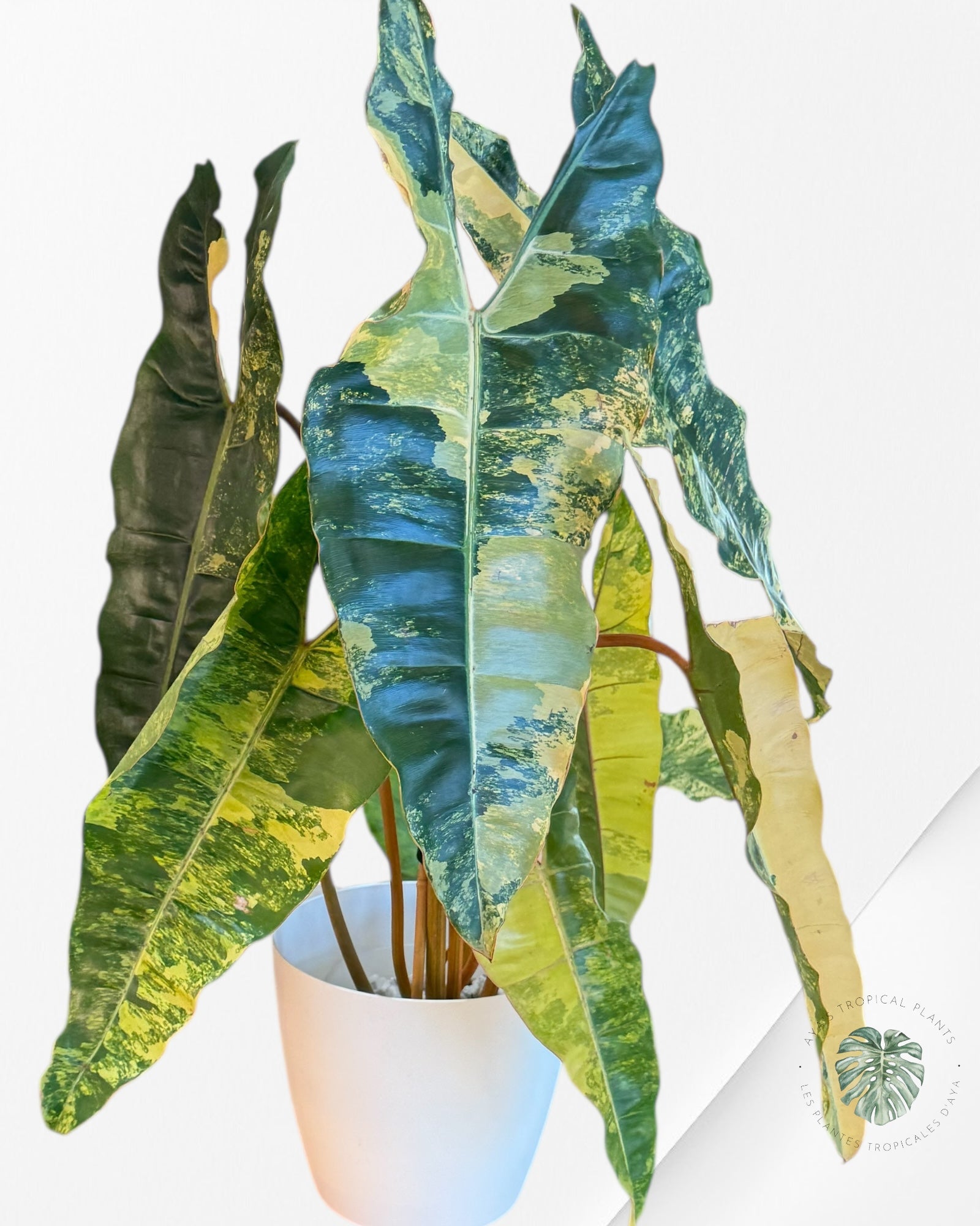 Philodendron Billietiae Variegated- B1