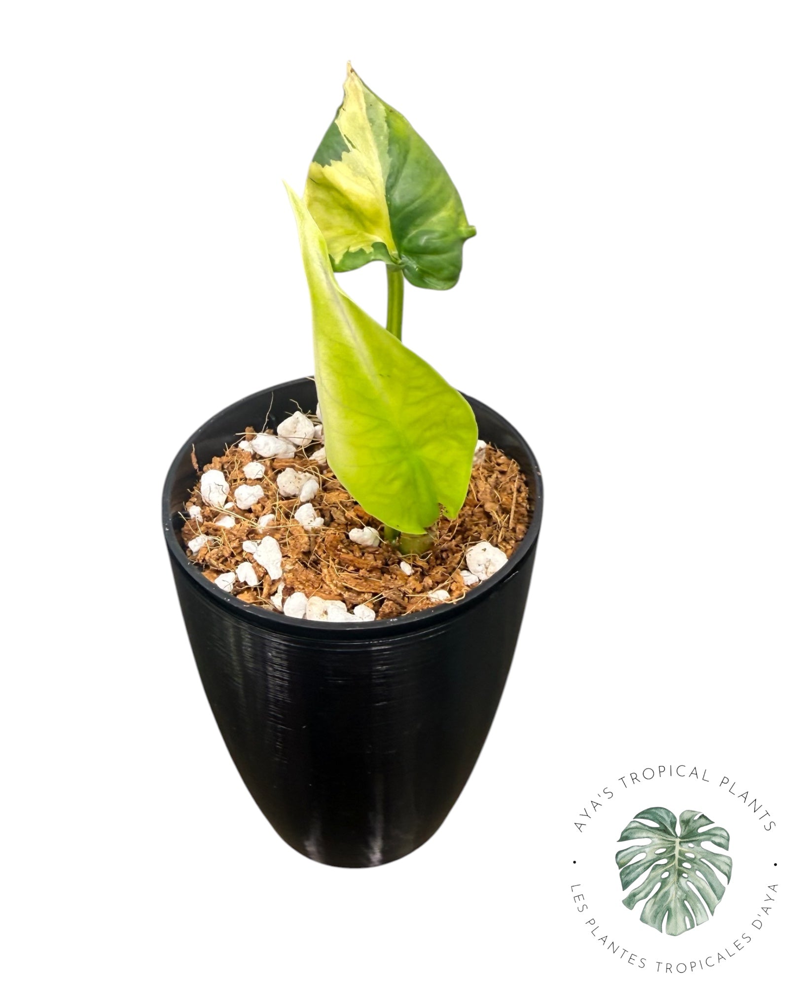 Alocasia Simpo Aurea