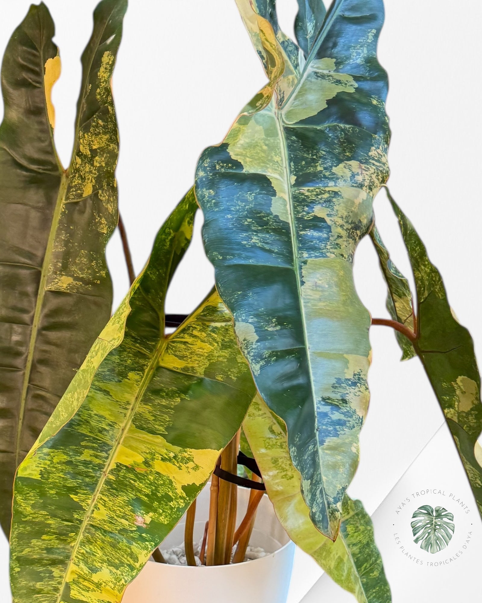 Philodendron Billietiae Variegated- B1