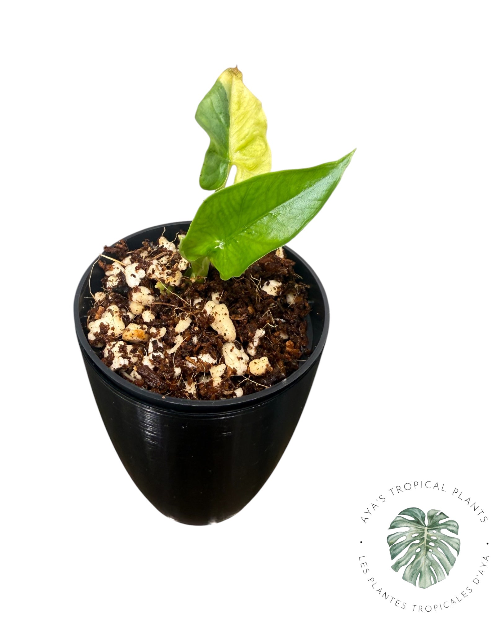 Alocasia Simpo Aurea