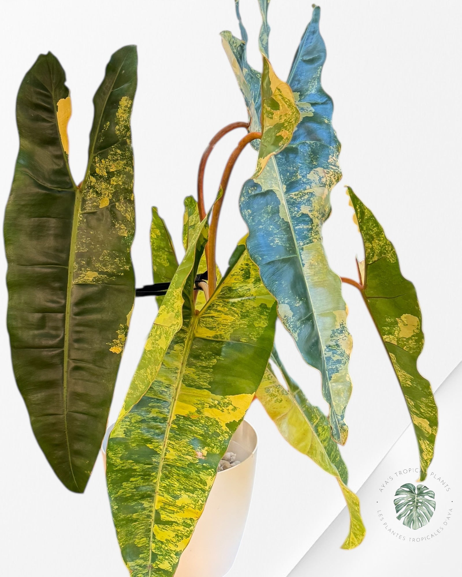 Philodendron Billietiae Variegated- B1