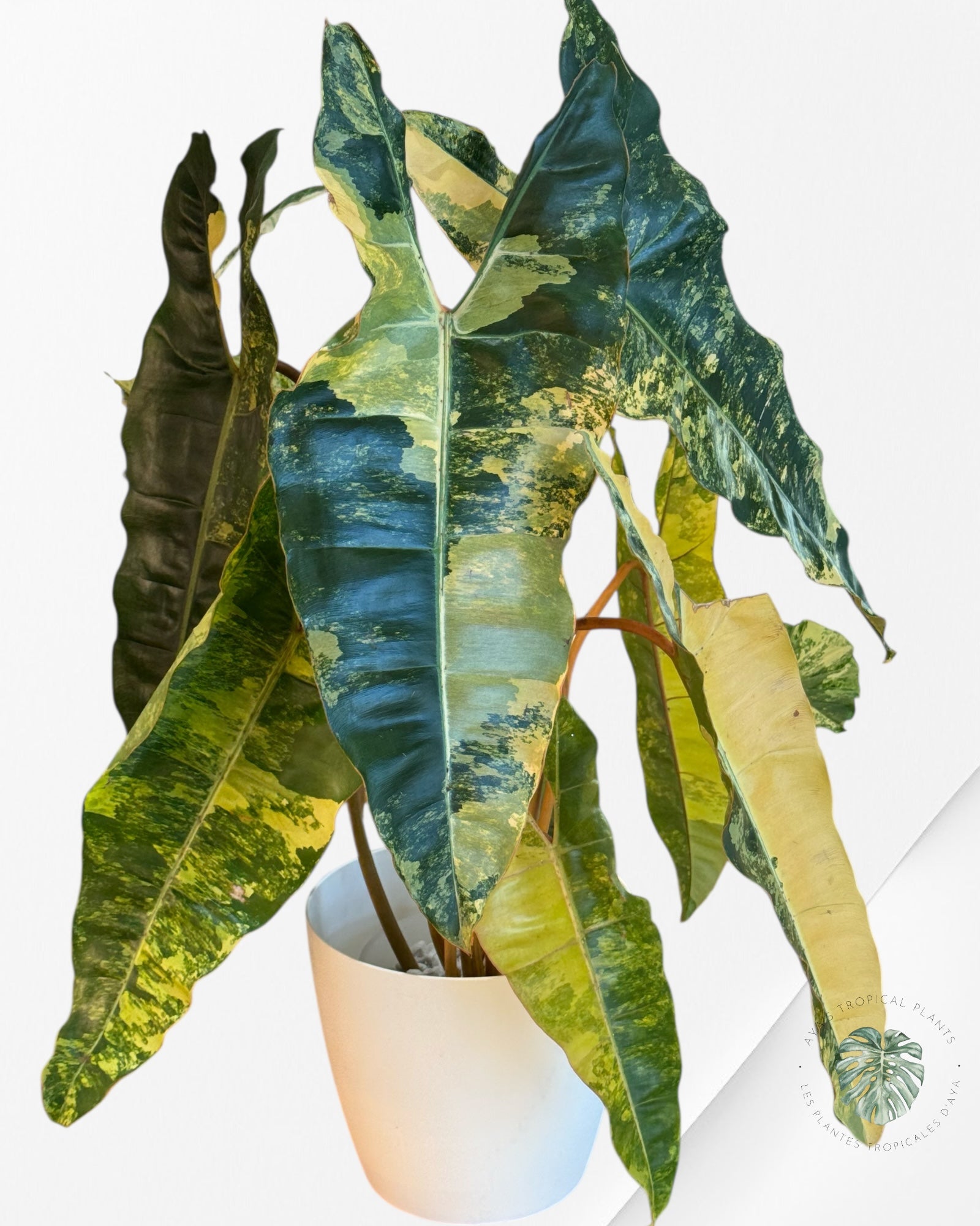 Philodendron Billietiae Variegated- B1