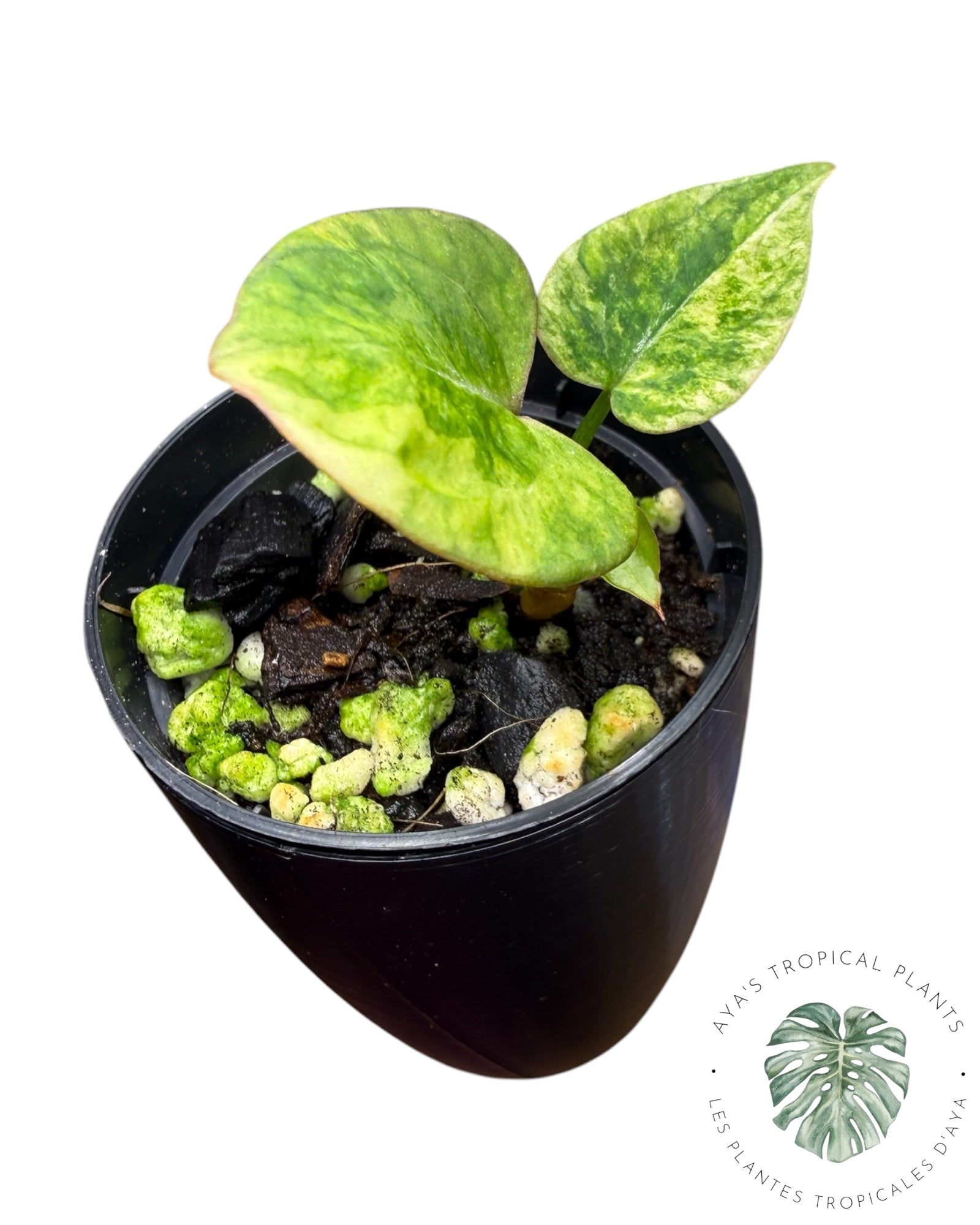 Anthurium Papillilaminum X Magnificum Panaché