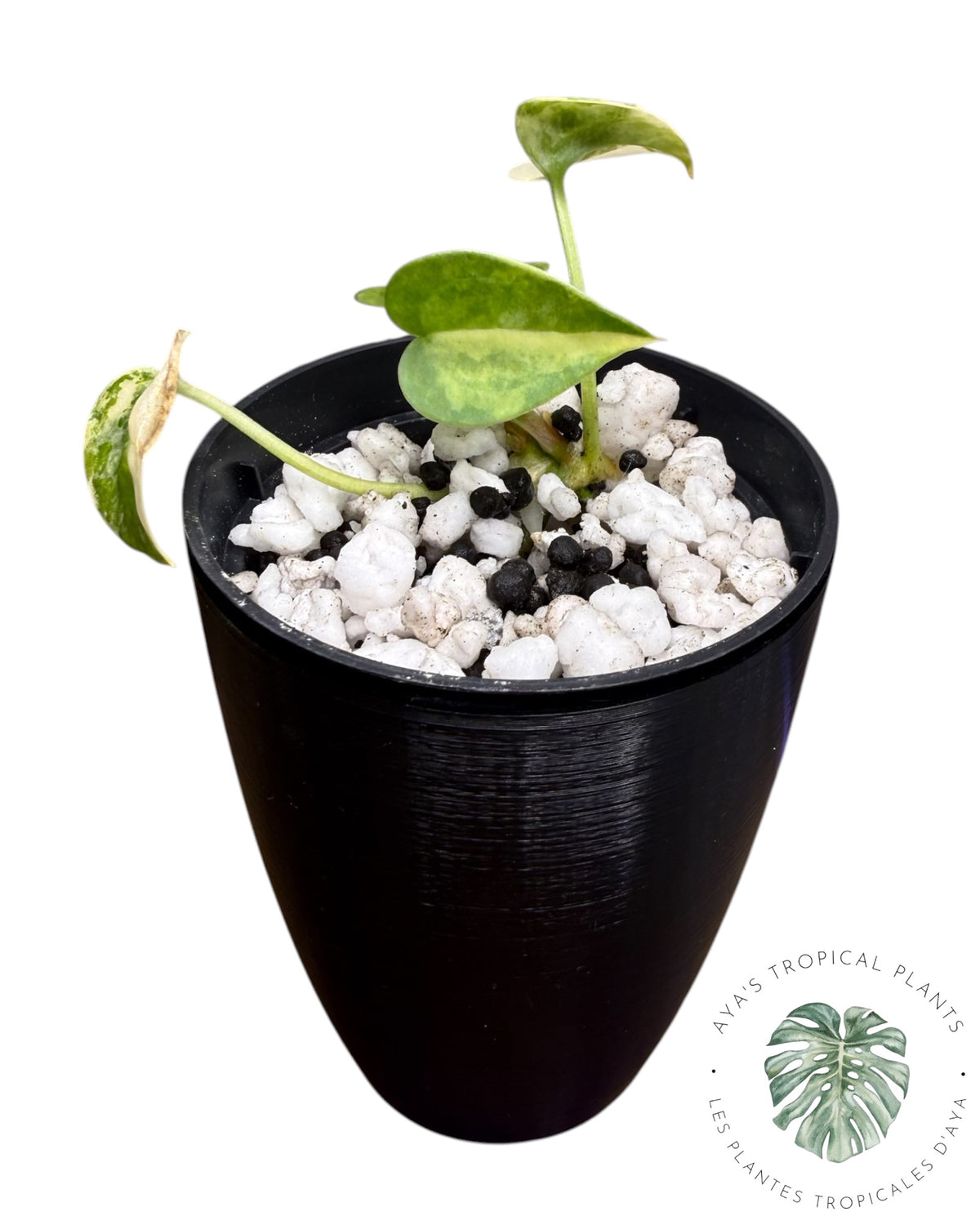 Anthurium Clarinervium Aurea Panaché