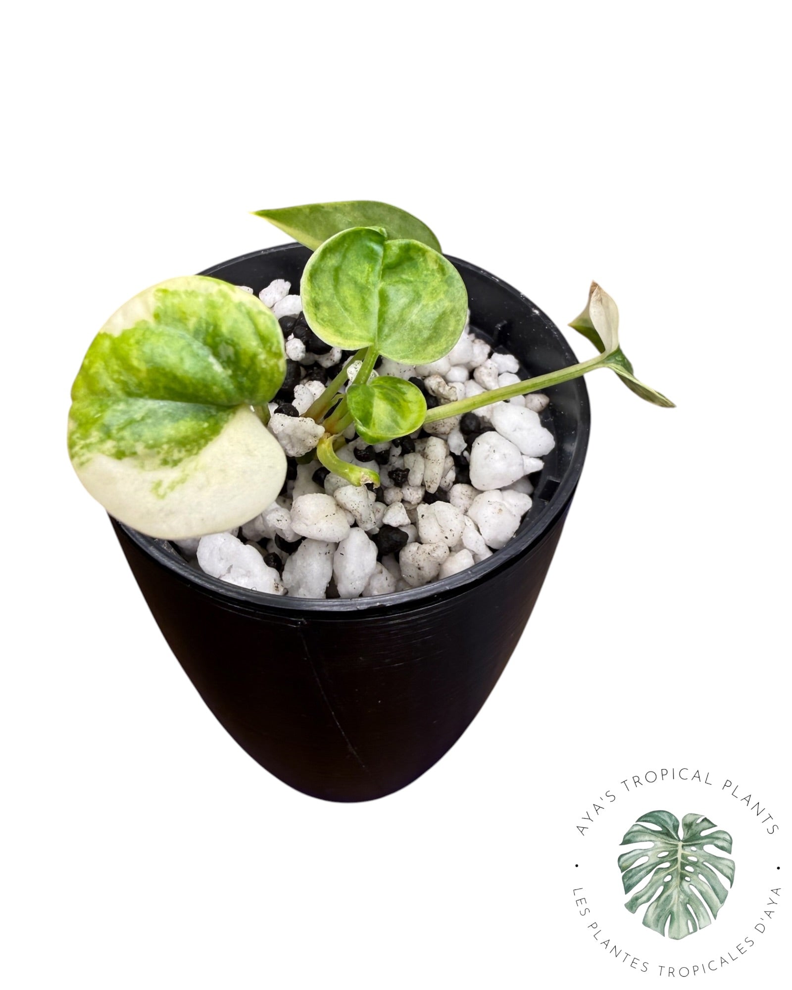 Anthurium Clarinervium Aurea Panaché