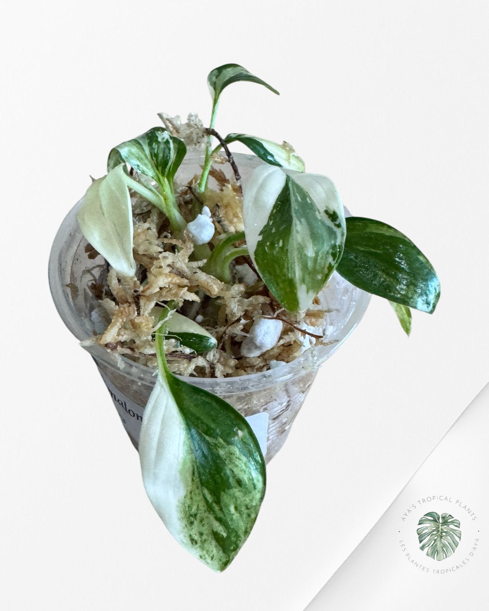 Homalomena rubescens « Albo » panaché - TC3