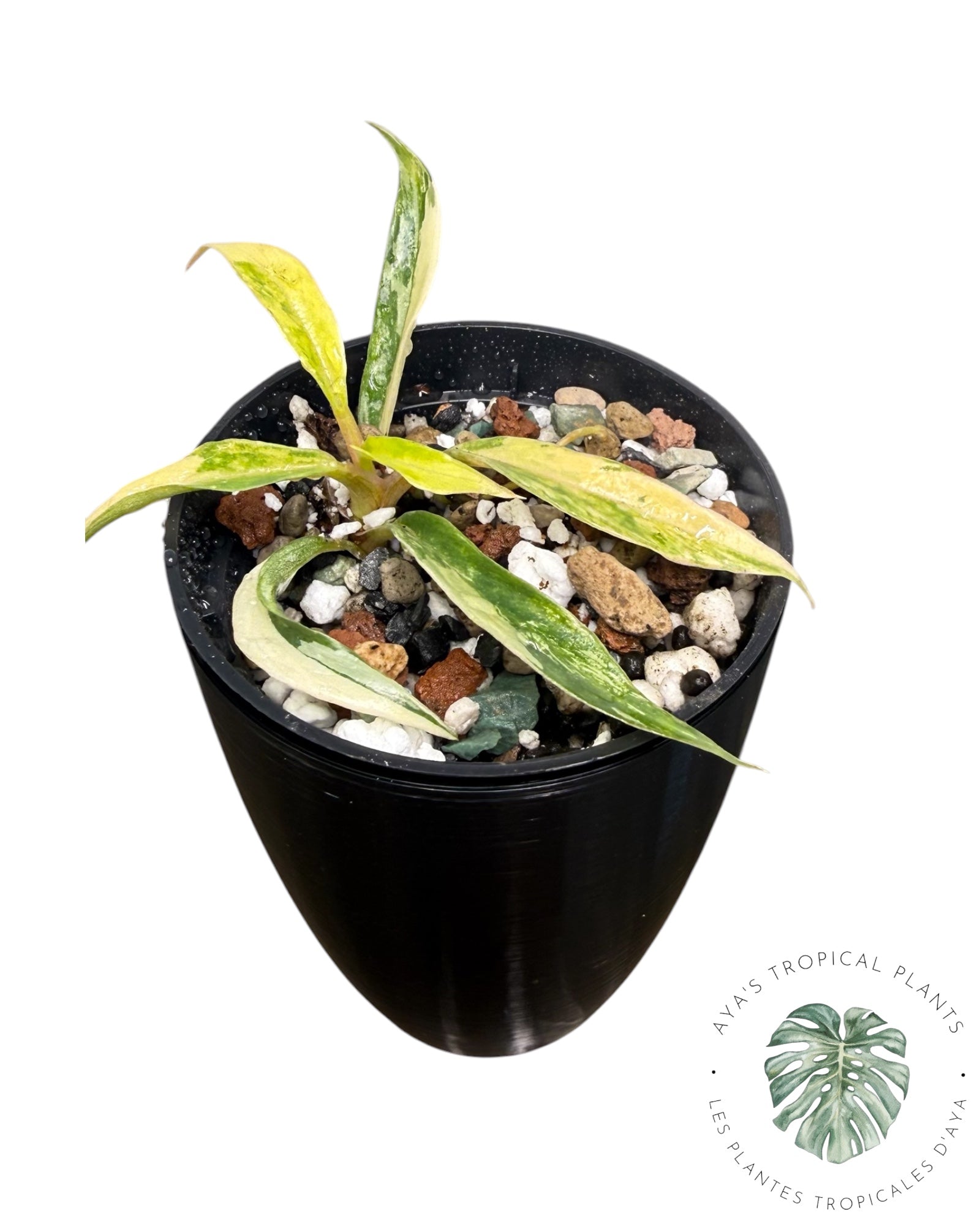 Philodendron Tortum Variegated