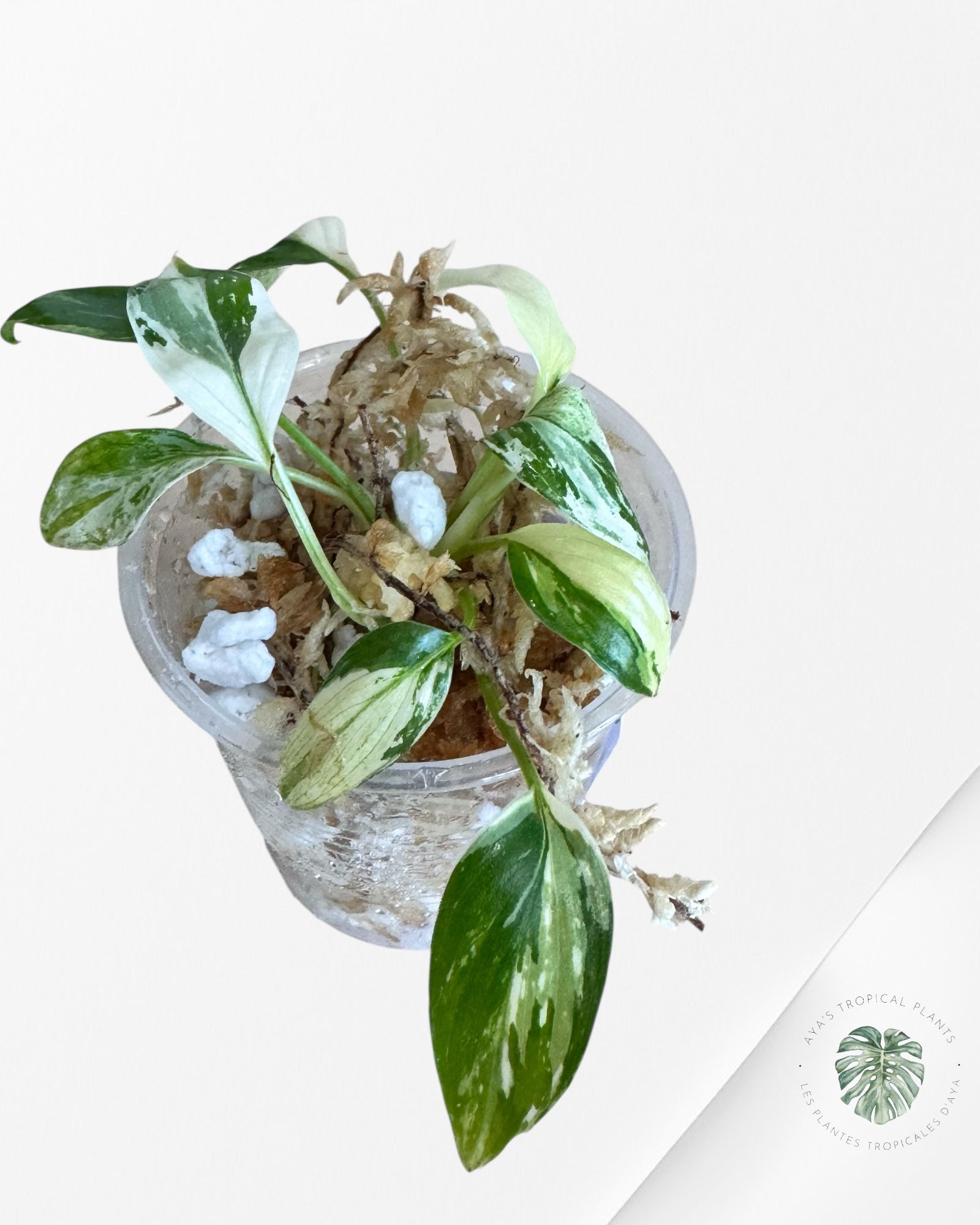Homalomena rubescens « Albo » panaché - TC3