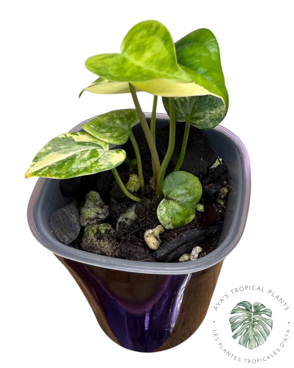 Anthurium Clarinervium Aurea Variegated