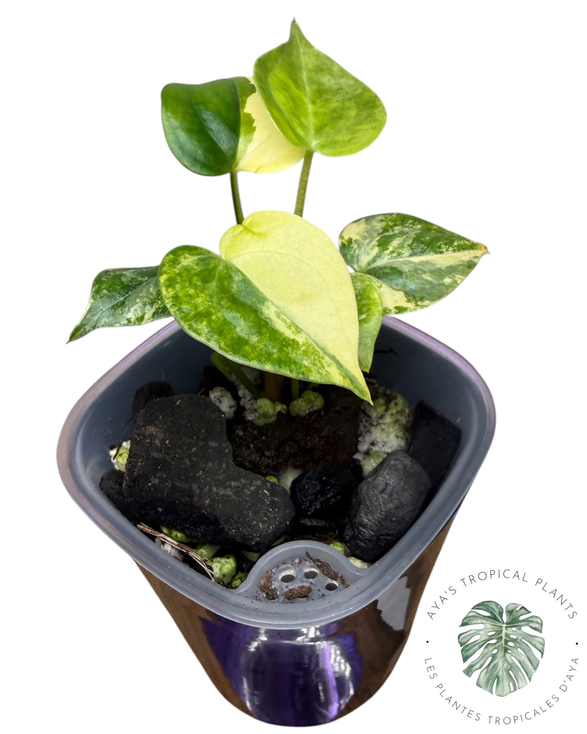 Anthurium Clarinervium Aurea Variegated