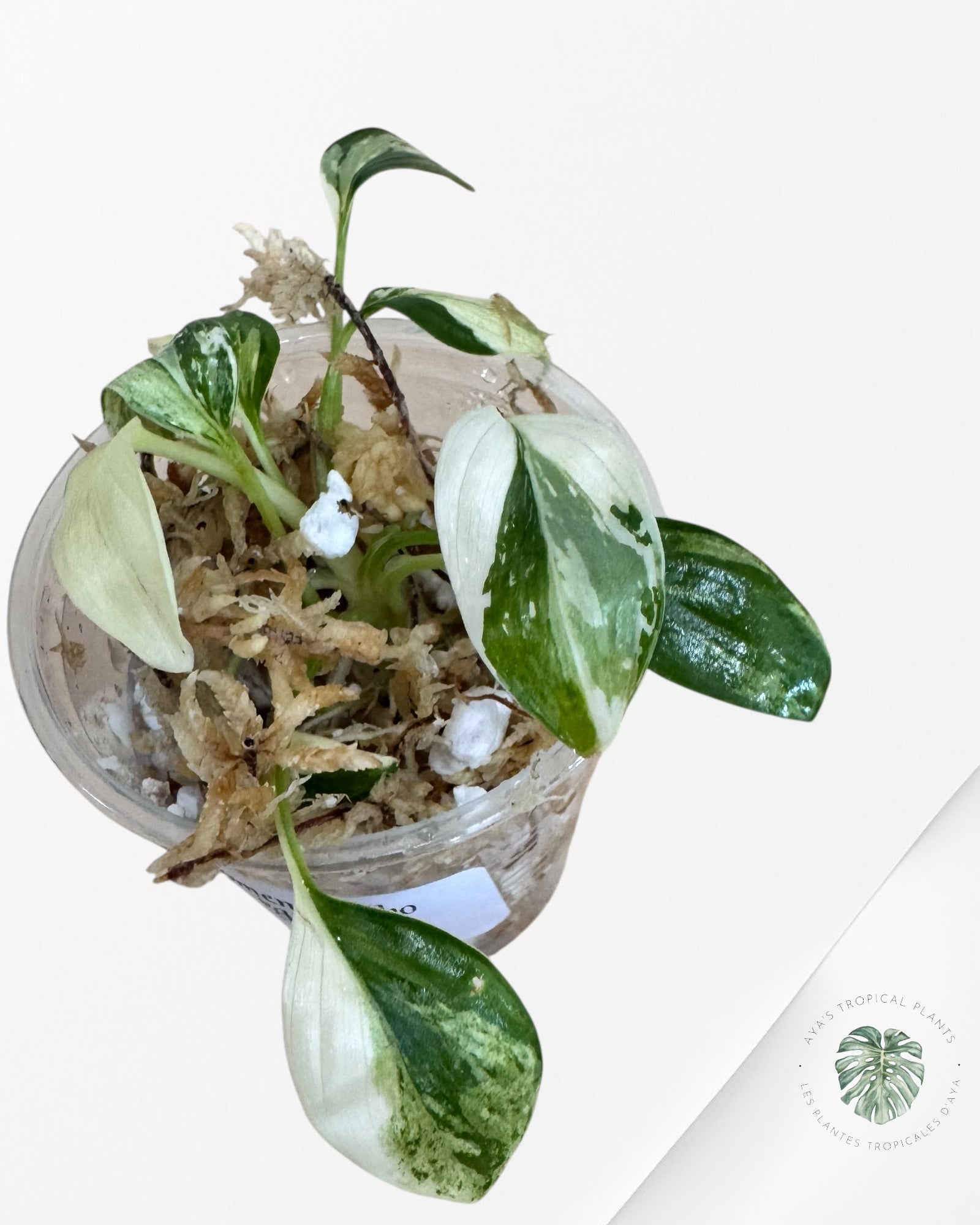 Homalomena rubescens « Albo » panaché - TC3